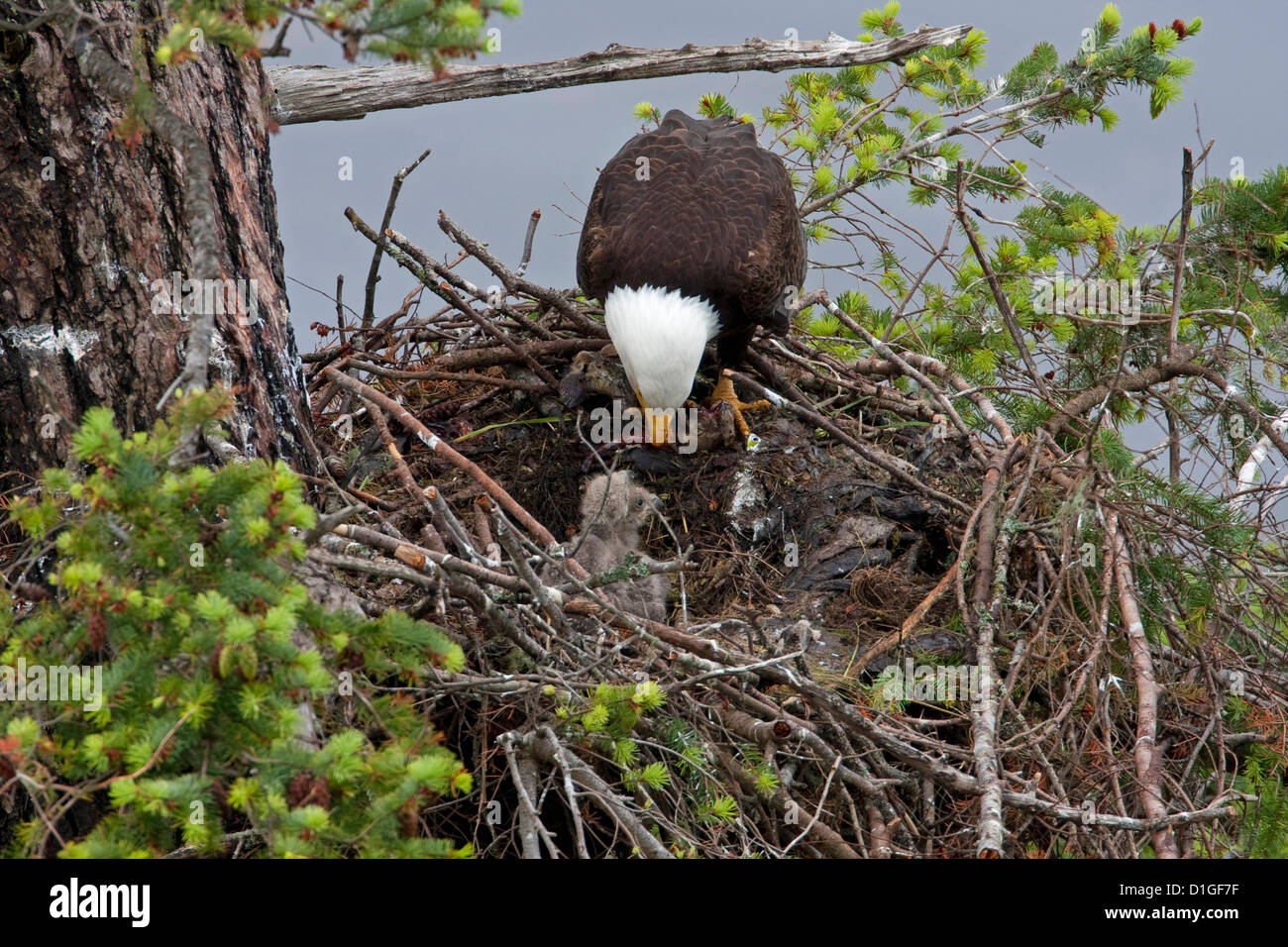 Bald Eagle Haliaeetus Leucocephalus Adult On Nest In Douglas Fir Tree bald-eagle-haliaeetus-leucocephalus-adult-on-nest-in-douglas-fir-tree