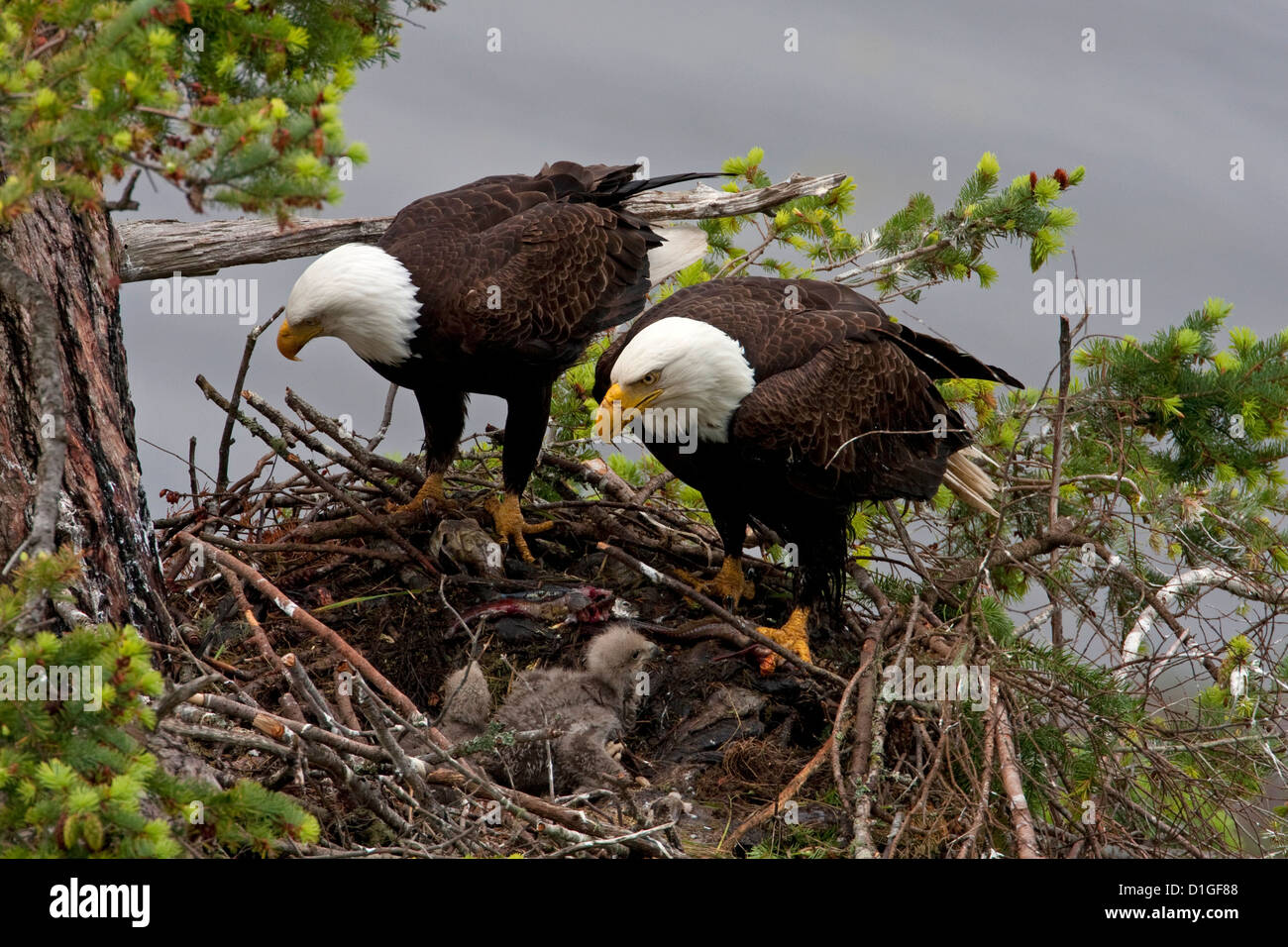 Bald Eagles (Haliaeetus leucocephalus) 2 adults on nest in Douglas Fir tending to eaglets at Denman Island, BC,Canada in May Stock Photo