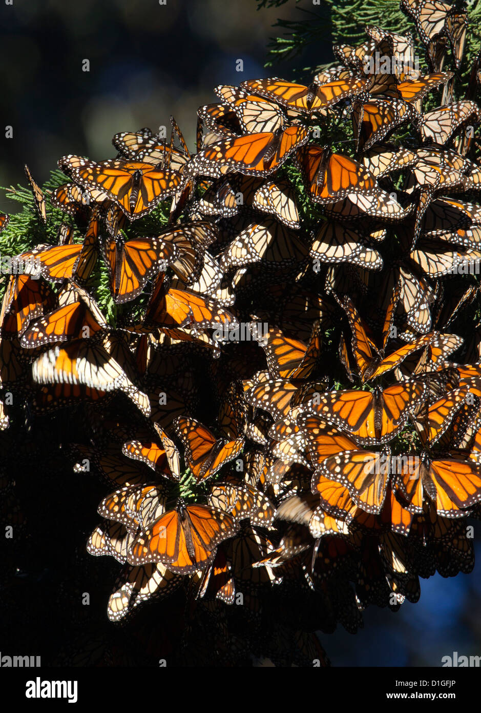 Clusters of Monarch Butterflies Stock Photo Alamy