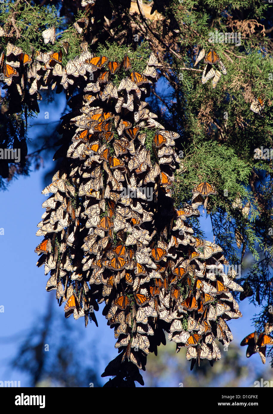 Clusters of Monarch Butterflies Stock Photo Alamy