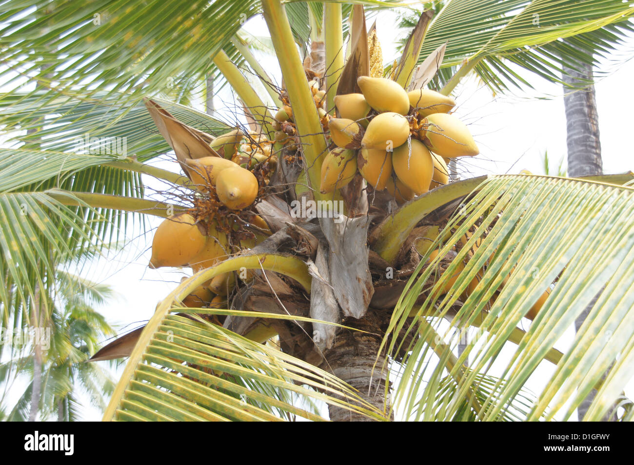Coconuts in palm tree, Puuhonua O Honaunau Place of Refuge National