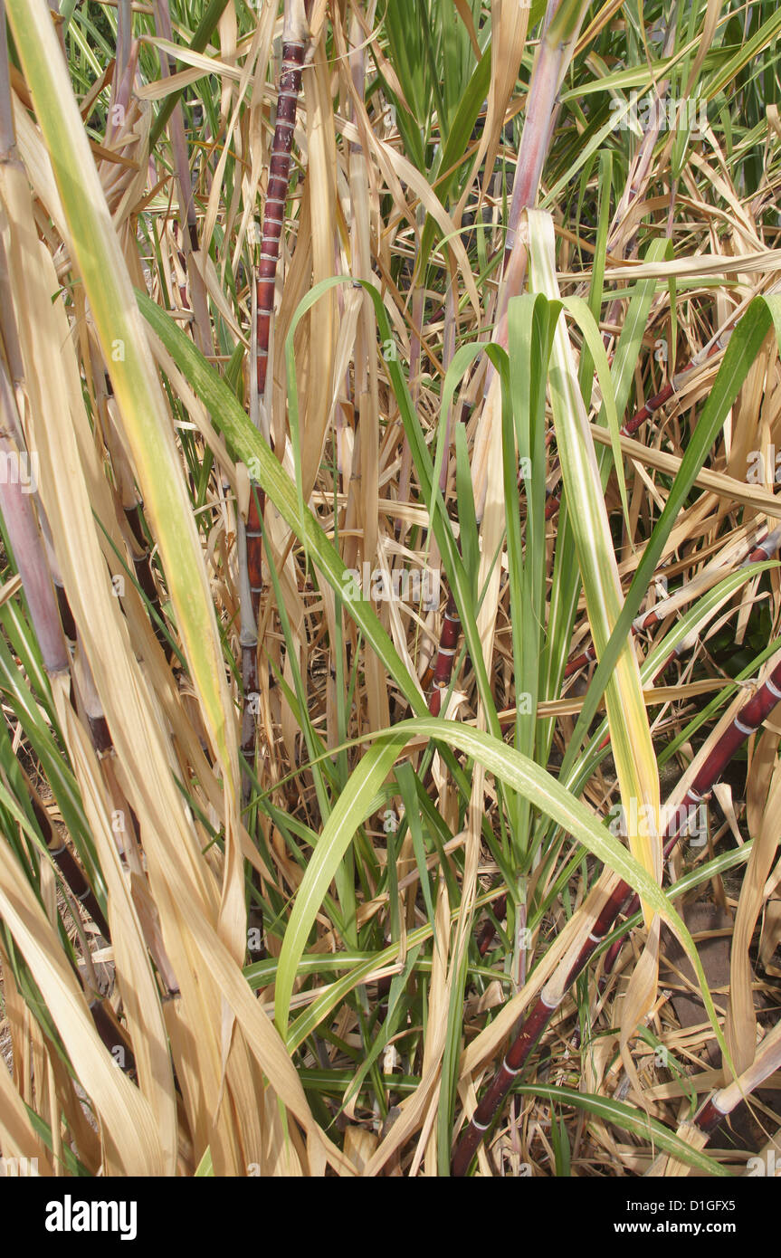 Sugar cane, growing near Puuhonua O Honaunau Place of Refuge National