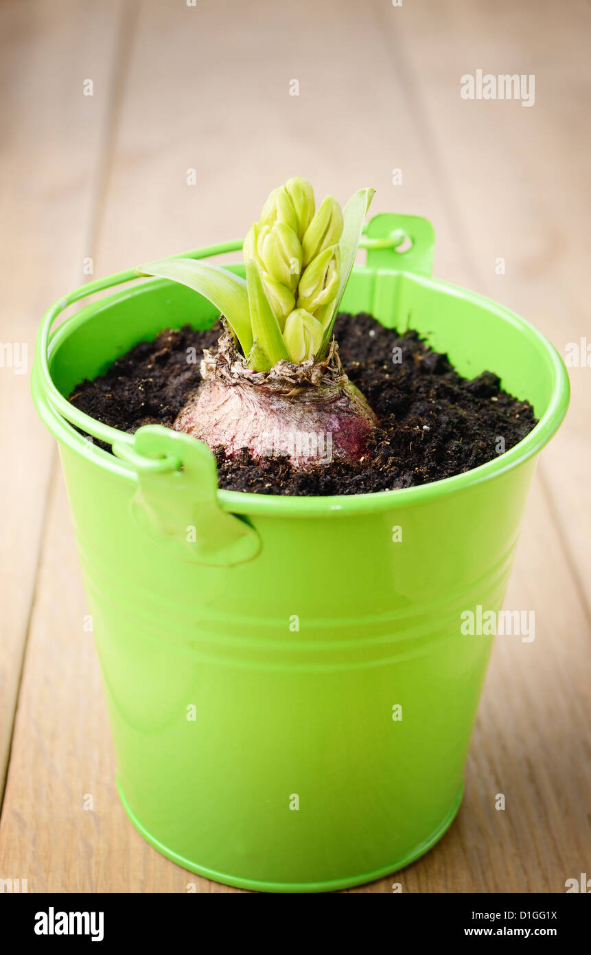 Hyacinth flower bulb in the small green bucket Stock Photo