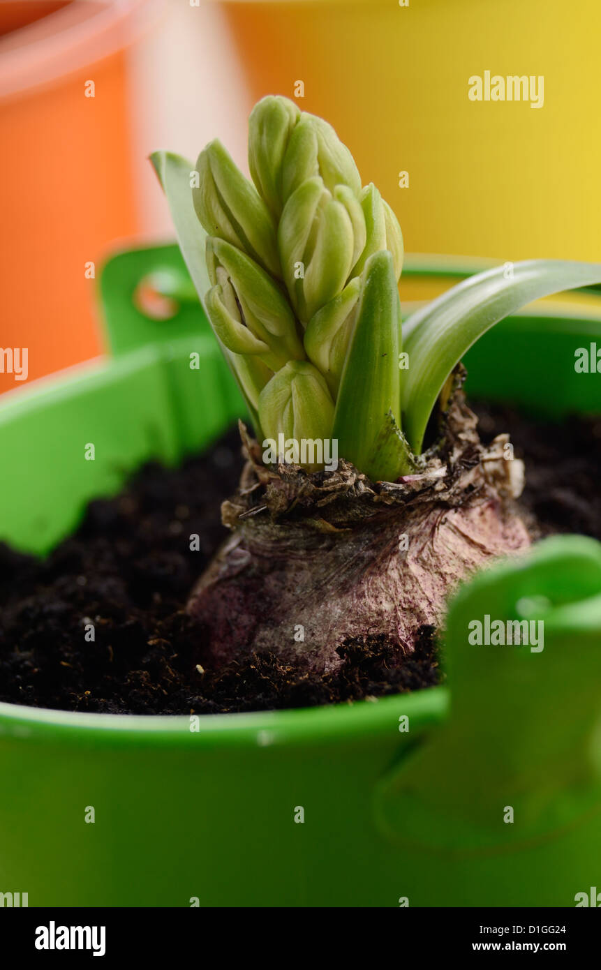 Hyacinth flower bulb in the small green bucket Stock Photo