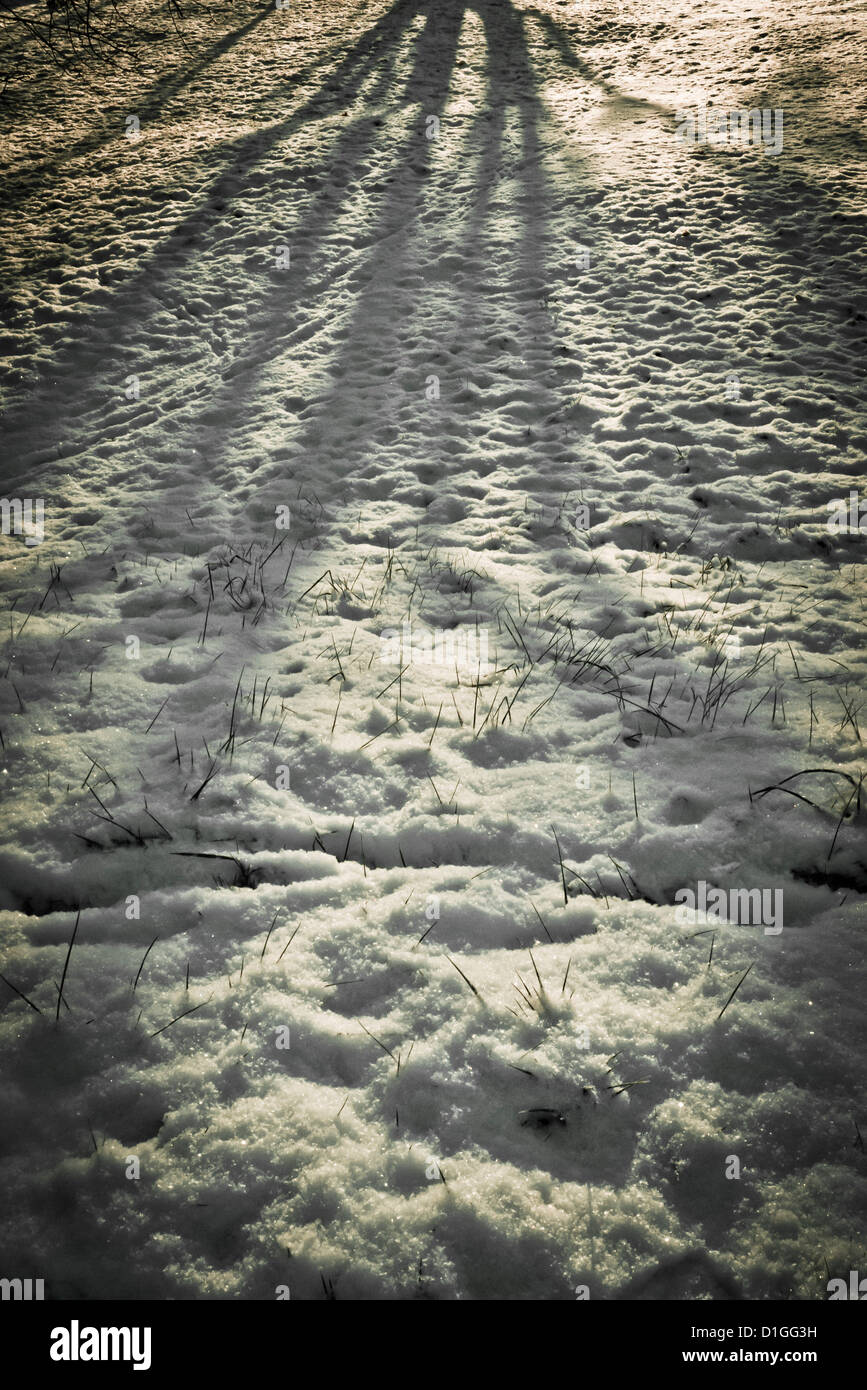 Snow Tree Shadow Tree shadow on snow hi-res stock photography and images - Alamy