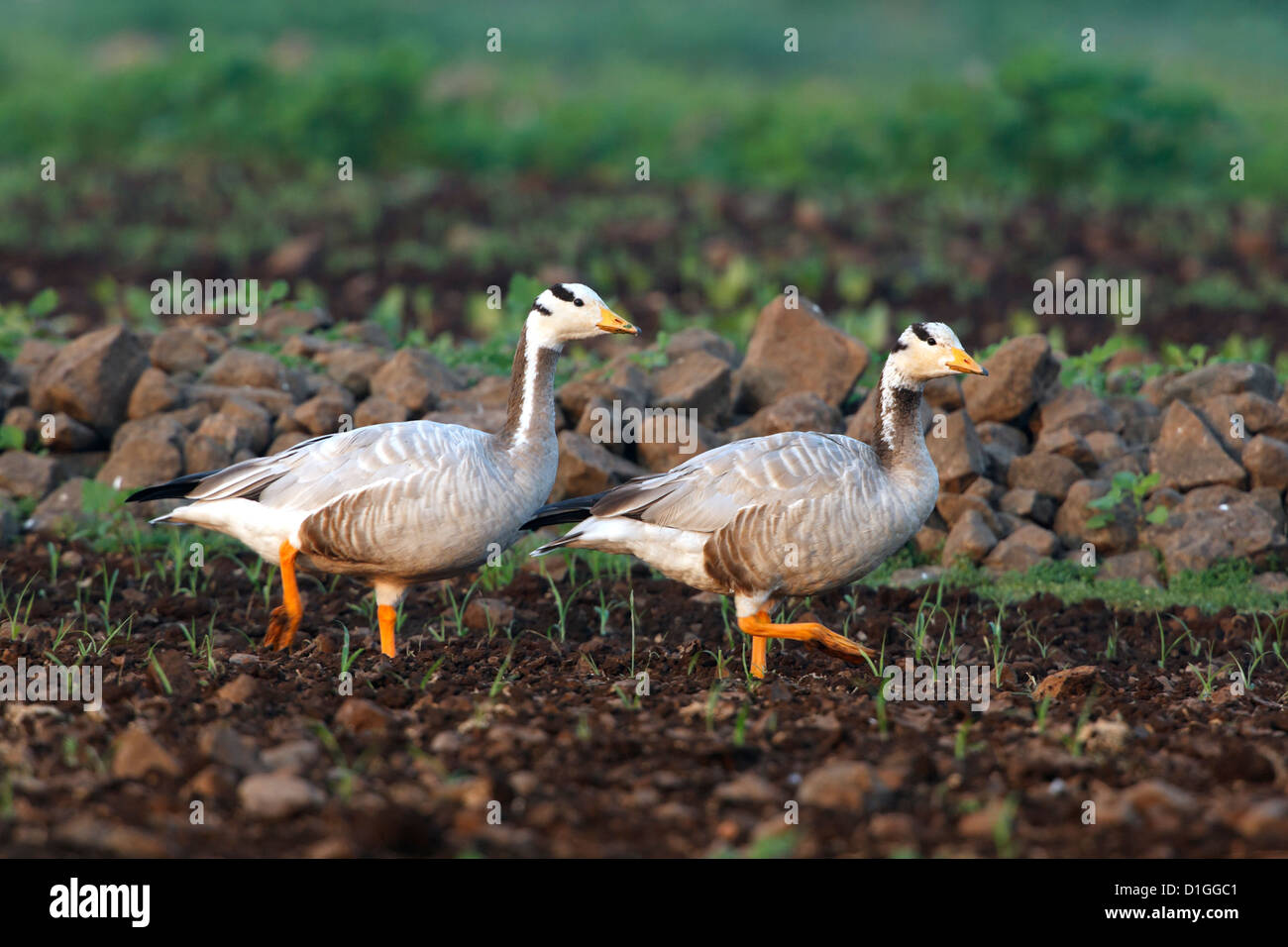 Bar Headed Goose ( Anser indicus ) Stock Photo