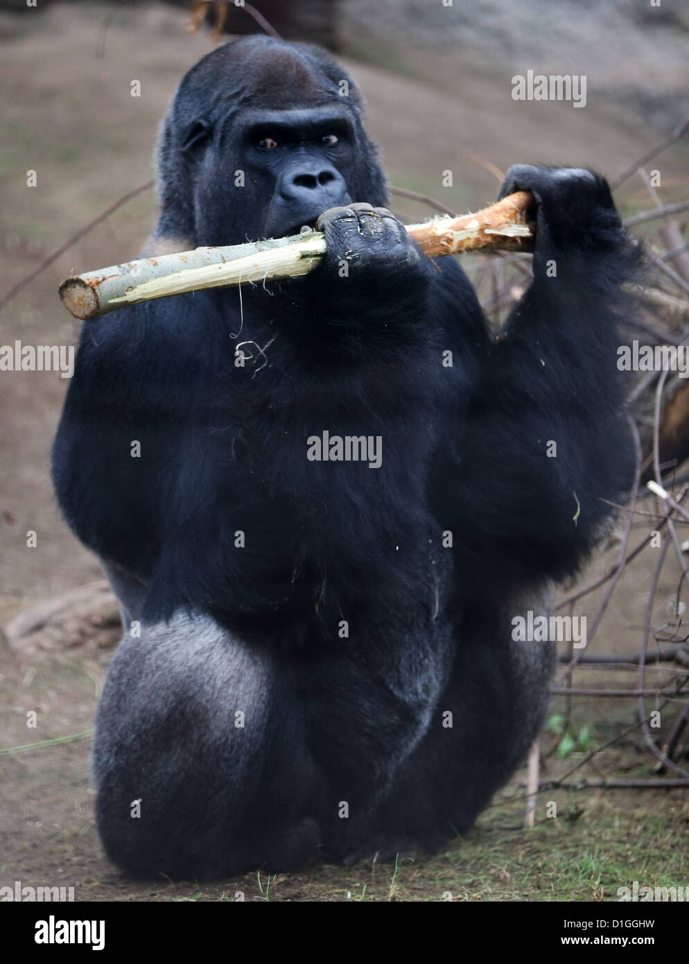 Gorilla 'Assumbo' sits in his enclosure at Darwineum at the zoo in Rostock, Germany, 19 December 2012. Three months after opening the Darwineum the zoo has drawn a thoroughly positive balance. More than 120,000 visitors came to the zoo since the opening of the Darwineum on 08 September 2012, more than twice as many as in the same period one year earlier. Photo: Bernd Wuestneck Stock Photo