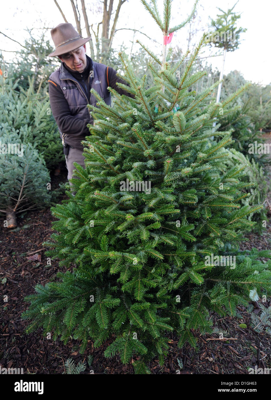 Christmas tree salesman Andreas Goeppner examines a Christmas in