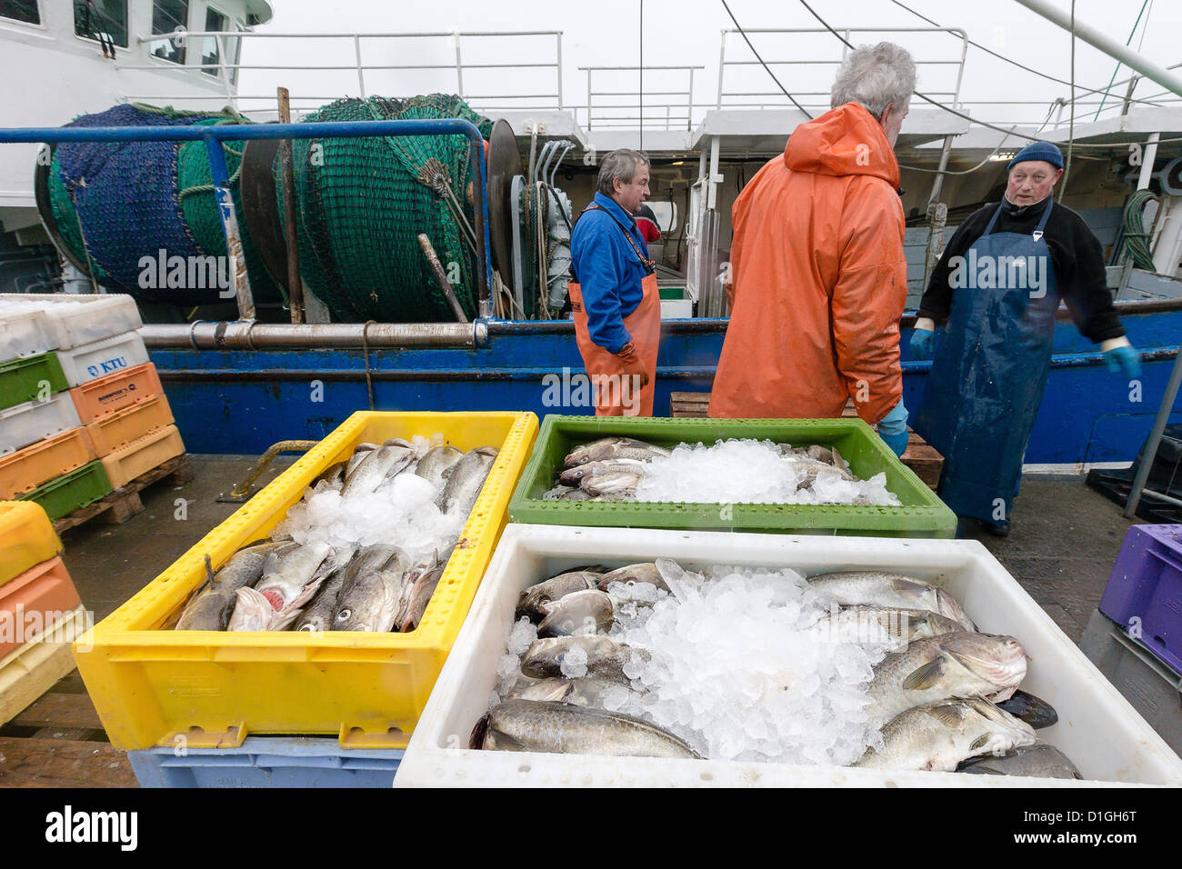 Employees of a fishing cooperative unload cod from a fishing cutter in Heiligenhafen, Germany, 18 December 2012. Photo: Markus Scholz Stock Photo