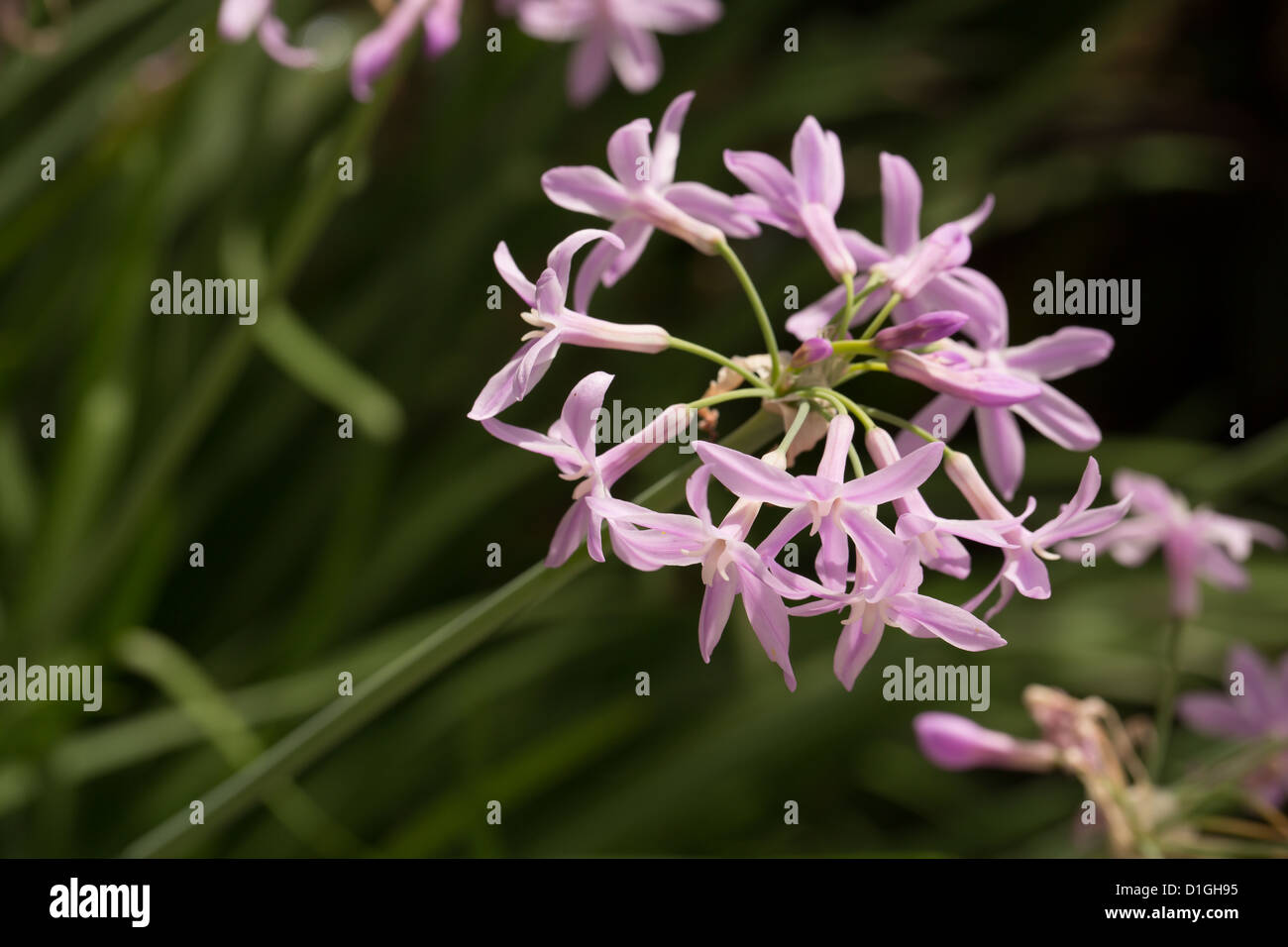 Pink Nerine (Amaryllidaceae) flower Stock Photo