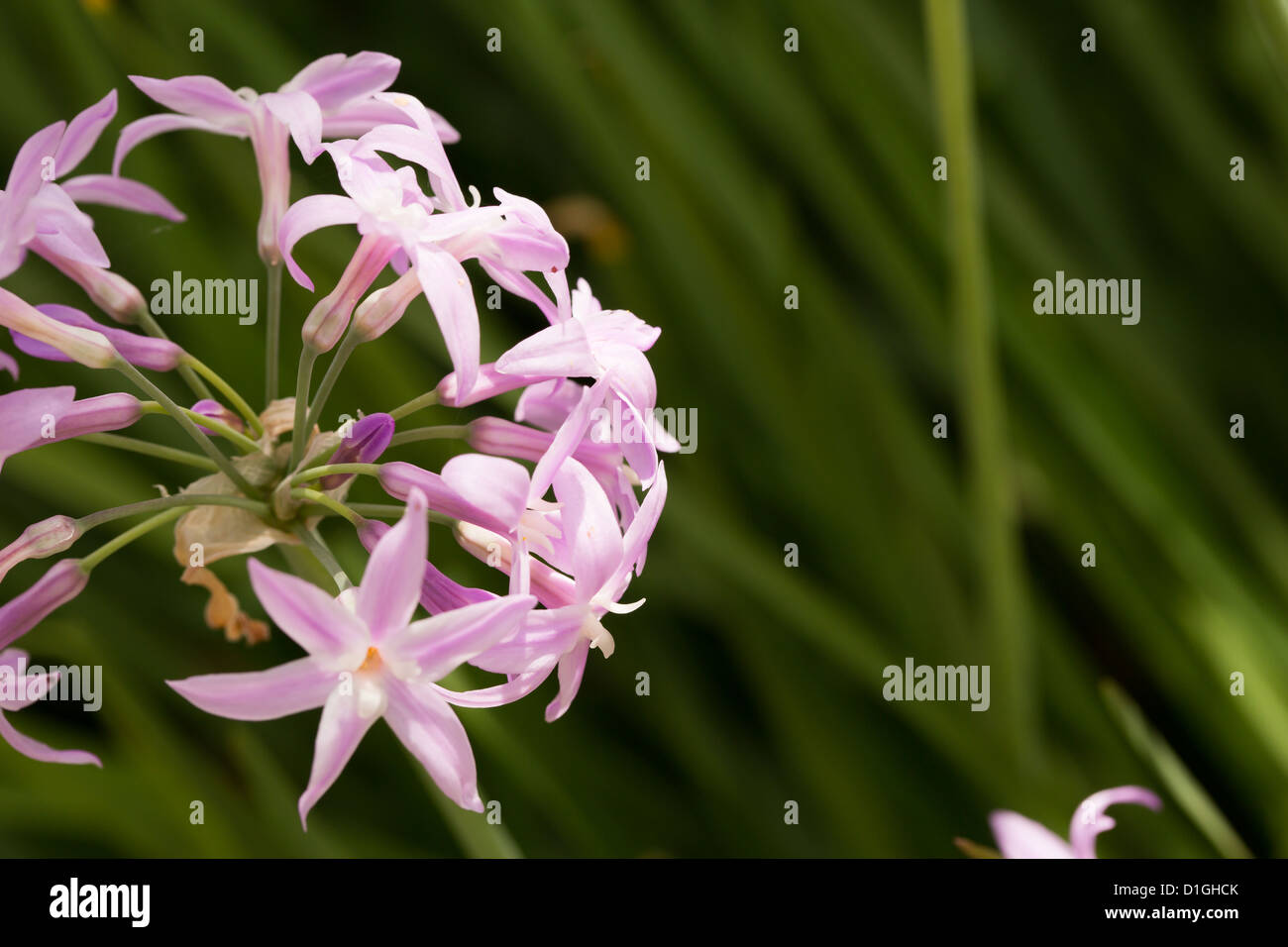 Pink Nerine (Amaryllidaceae) flower Stock Photo