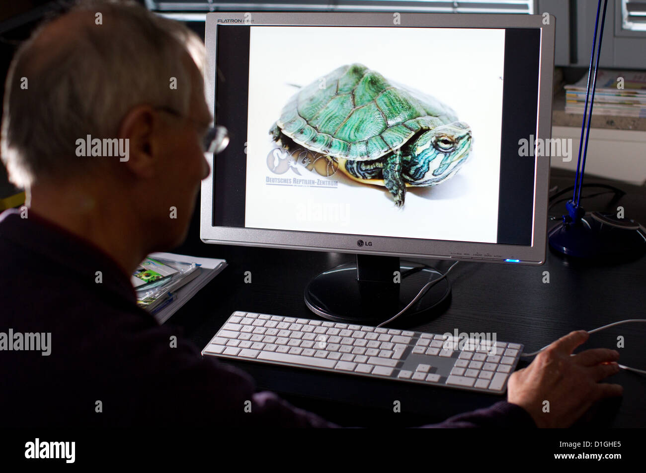 Doctor Karl Ernst von Muehlendahl sits in front a screen with a picture of a turtle at the Center for the Environment and Technology in Osnabrueck, Germany, 19 December 2012. The institute is warning against using animals as Christmas gifts. Yellow-bellied slider start off small but grow to be up to 20 centimeters large. Photo: FRISO GENTSCH Stock Photo