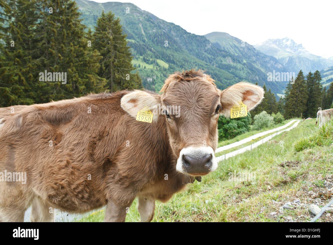 Extremely happy Cows in the Swiss Alps, Switzerland Stock Photo - Alamy