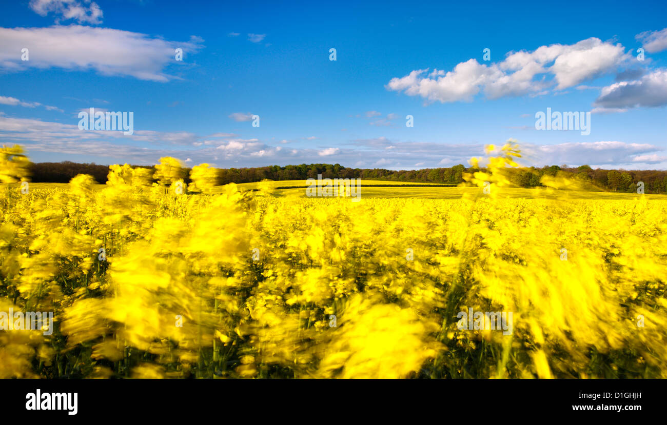Fields of wind-swept oilseed rape in springtime, Bramham, West Yorkshire, Yorkshire, England, United Kingdom, Europe Stock Photo