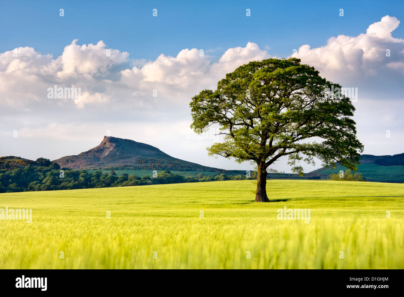 Lone tree in barley field with Roseberry Topping in the distance, North Yorkshire, Yorkshire, England, United Kingdom, Europe Stock Photo
