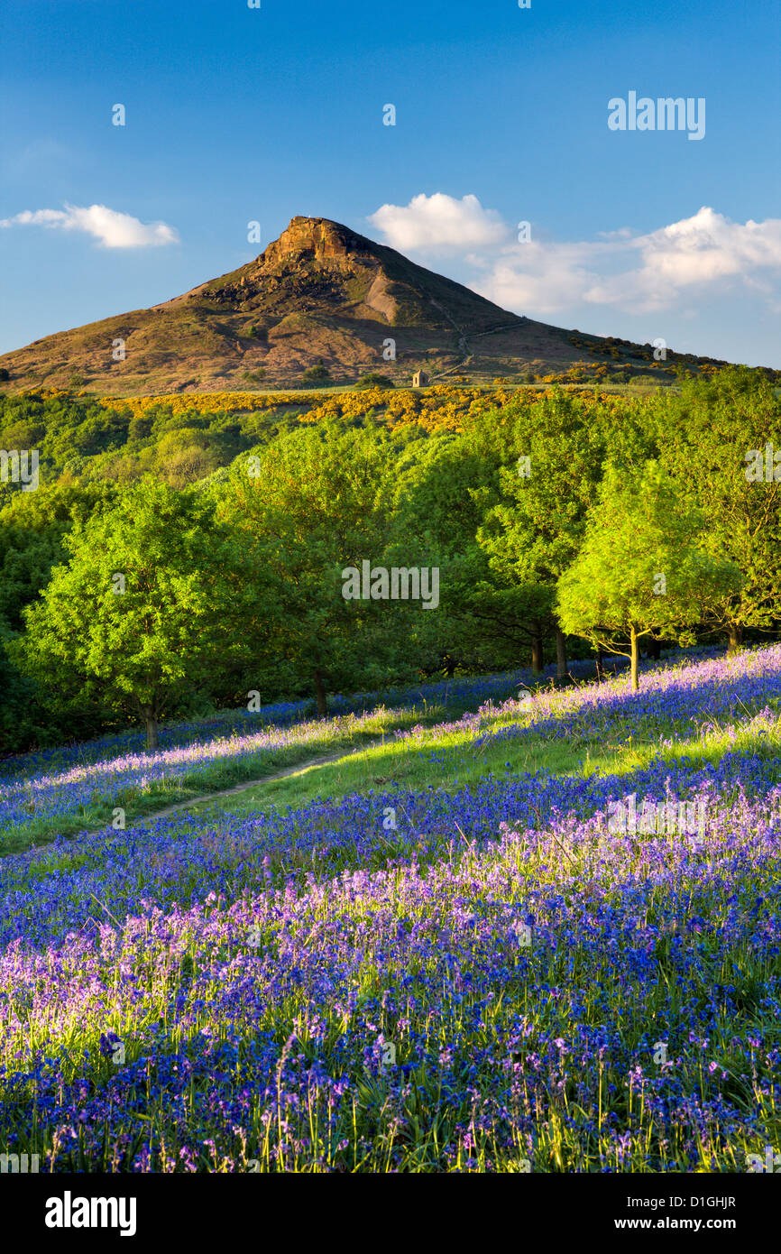 Evening light over the bluebells at Newton Wood, Roseberry Topping, Great Ayton, North Yorkshire, Yorkshire, England Stock Photo