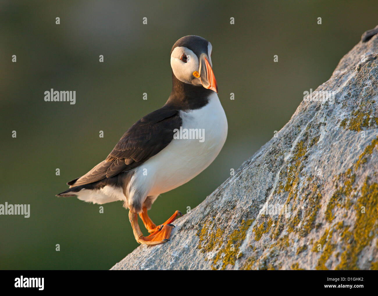 Puffin (Fratercula arctica) hanging onto the rock on the Saltees Islands, County Wexford, Leinster, Republic of Ireland Stock Photo