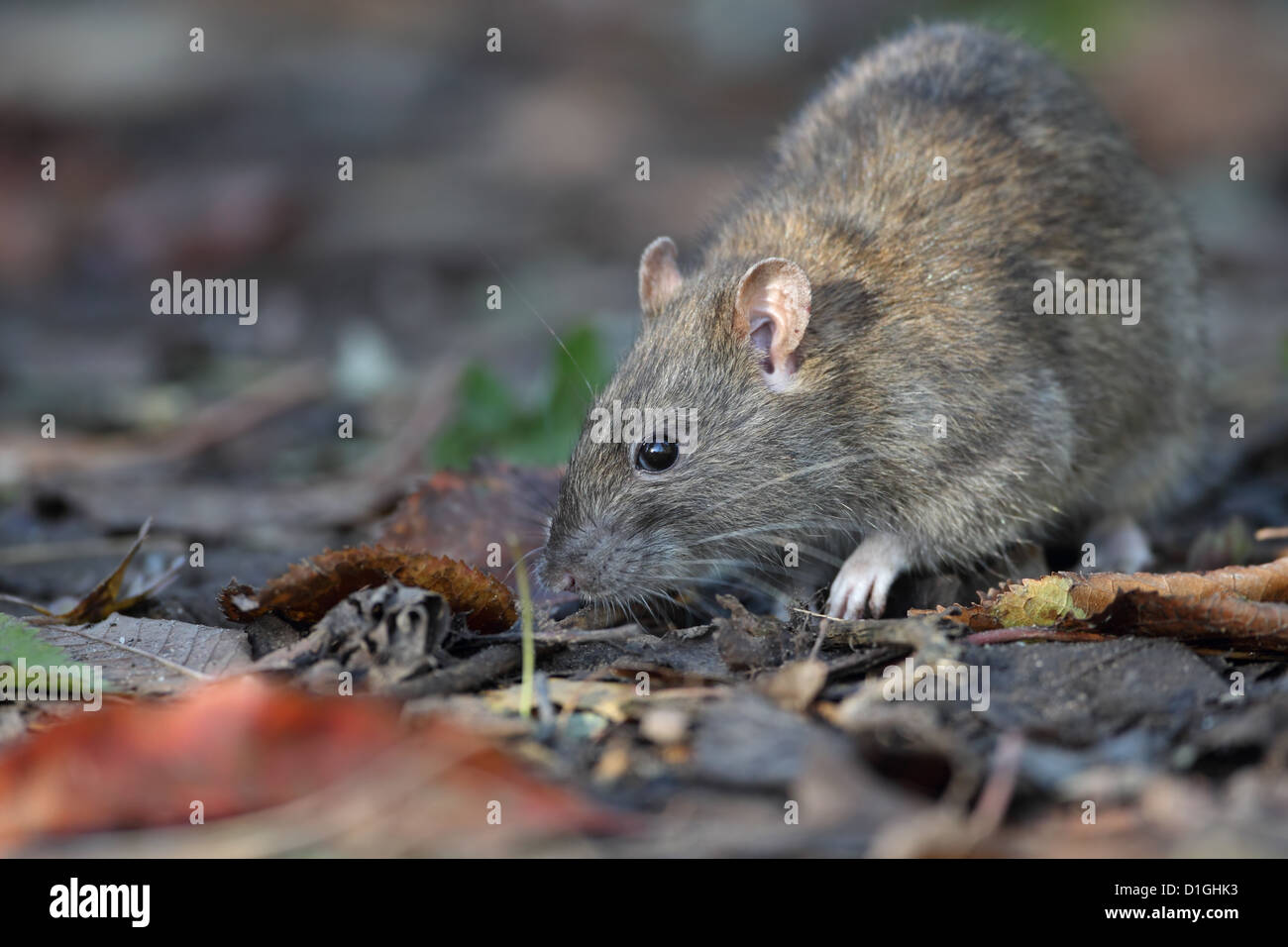 Brown Common Sewer Hanover Norway Norwegian Wharf Rat (Rattus norvegicus Stock Photo Alamy