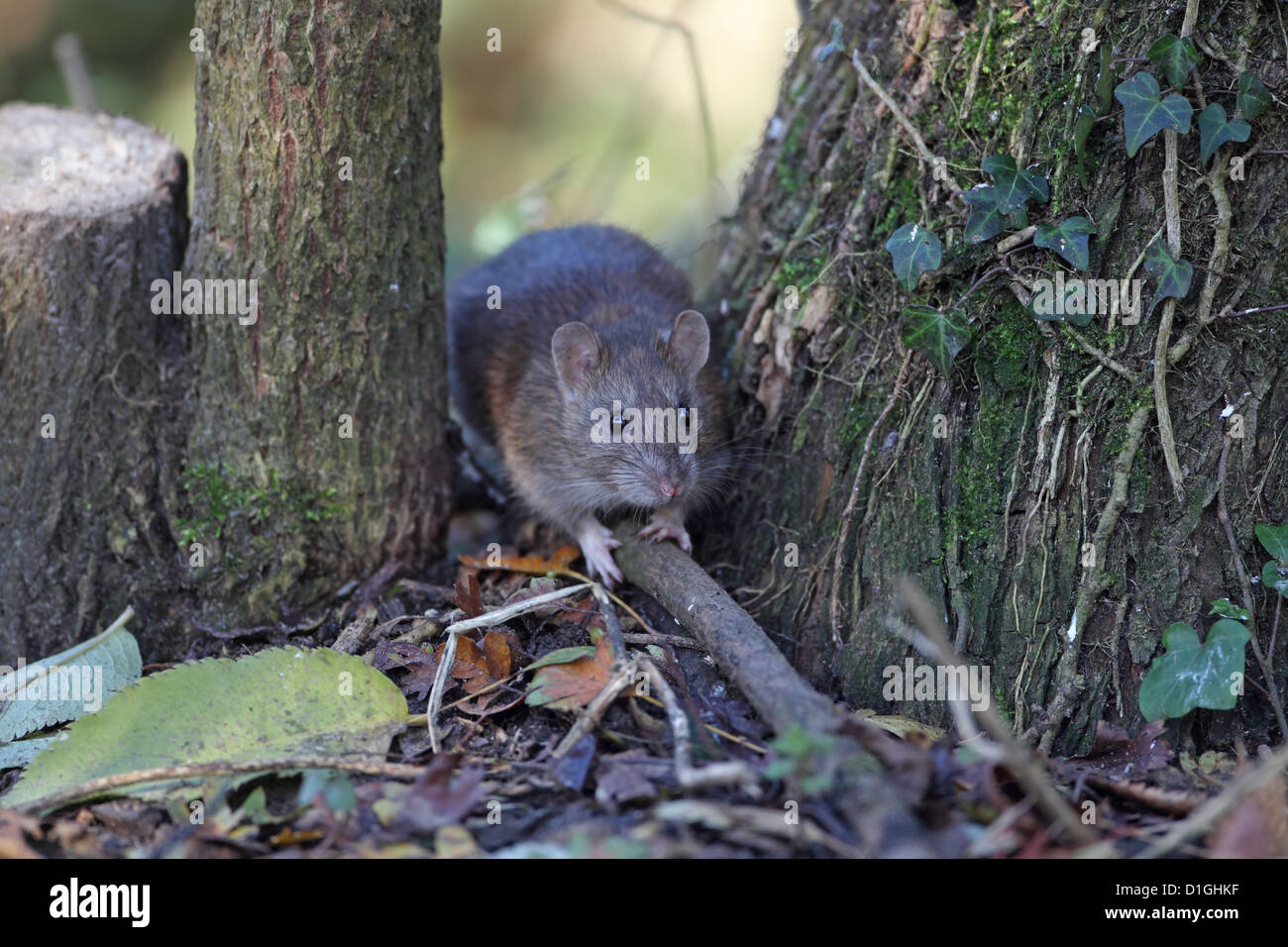 Brown Common Sewer Hanover Norway Norwegian Wharf Rat (Rattus norvegicus Stock Photo Alamy