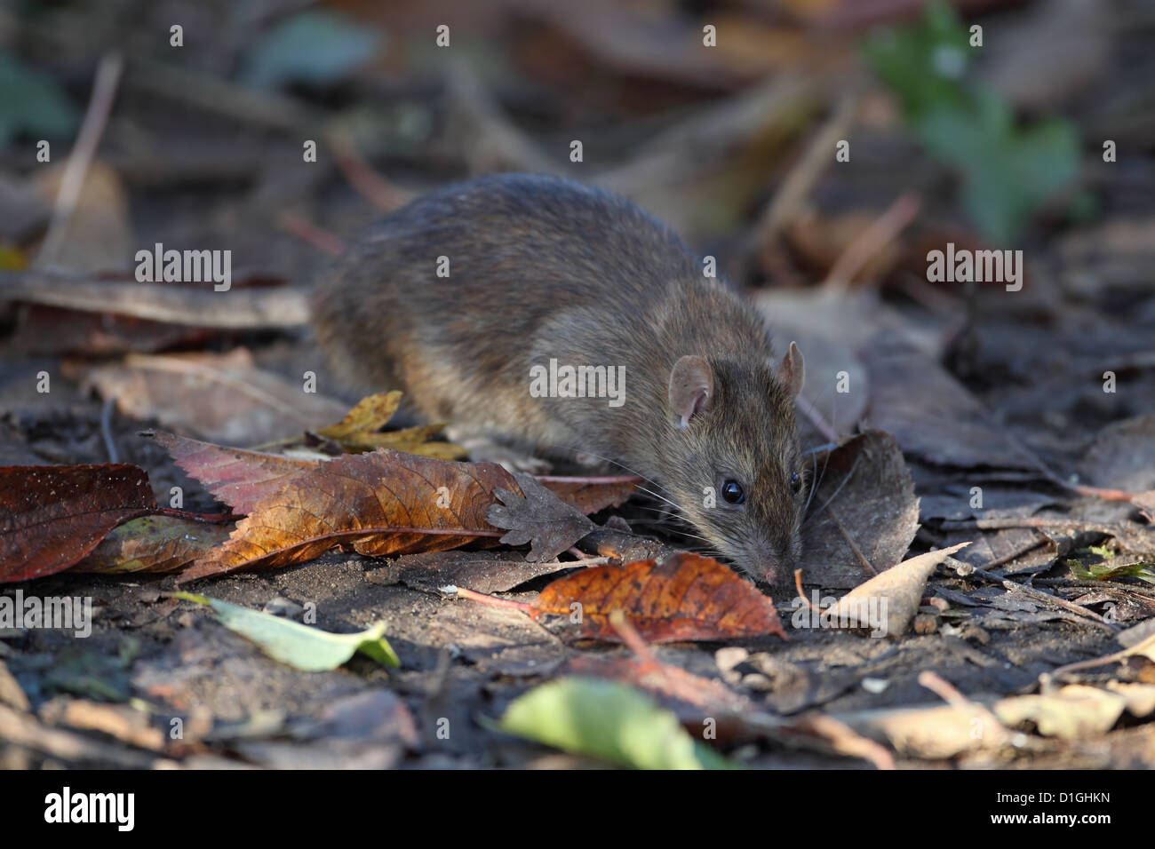 Brown Common Sewer Hanover Norway Norwegian Wharf Rat (Rattus norvegicus Stock Photo Alamy