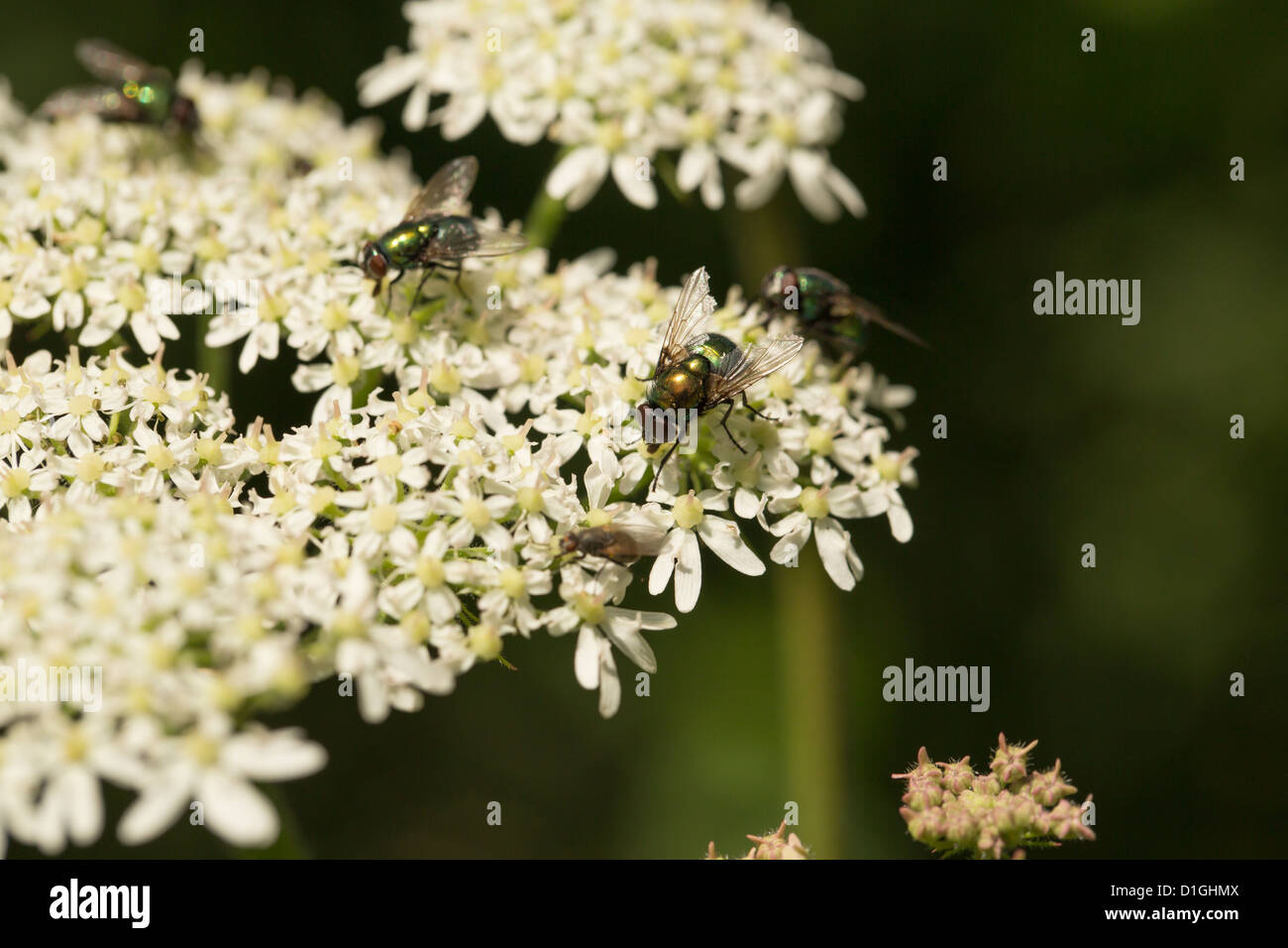 Greenbottle flies (Lucilia caesar) on white wild Angelica flowers (Angelica sylvestris Stock