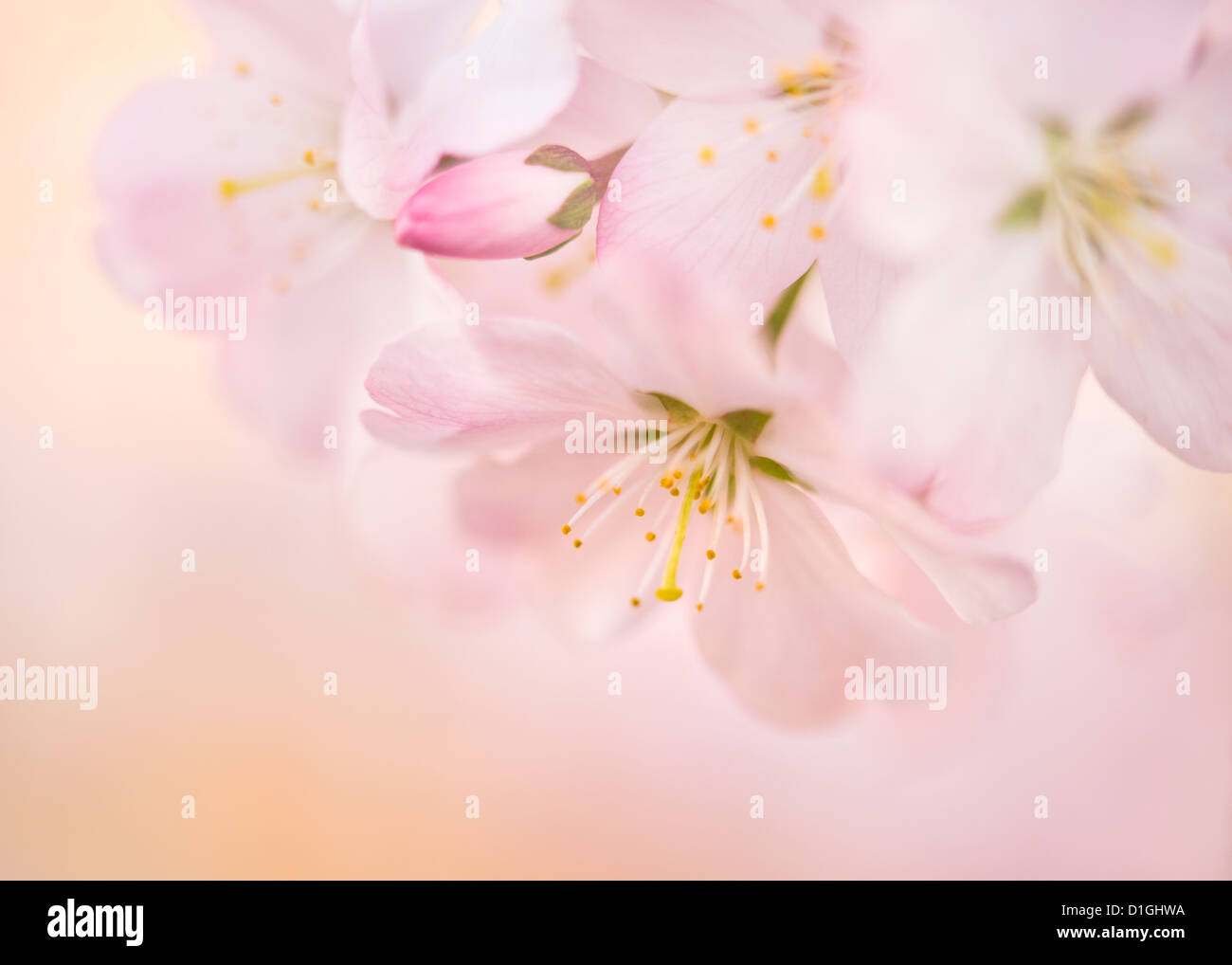 Cherry blossom, North Yorkshire, Yorkshire, England, United Kingdom, Europe Stock Photo