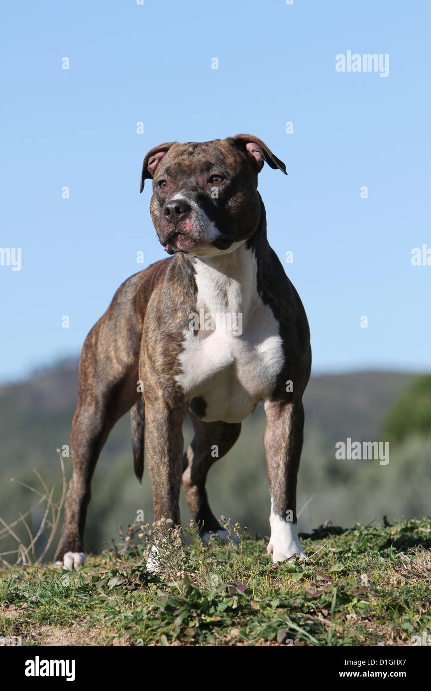 Dog American Staffordshire Terrier portrait adult standing Stock Photo