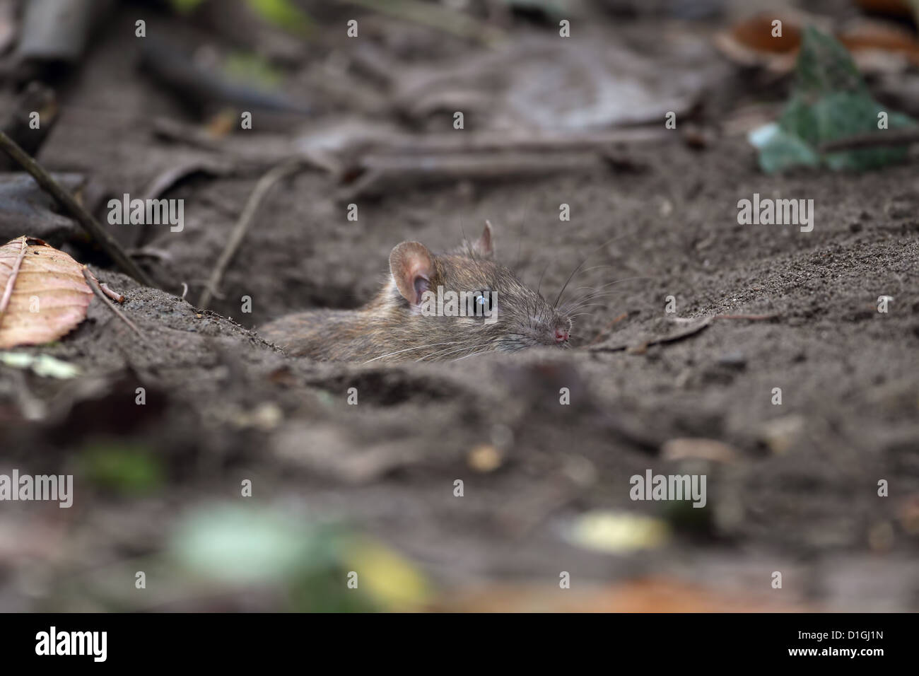 Brown Common Sewer Hanover Norway Norwegian Wharf Rat (Rattus norvegicus Stock Photo Alamy