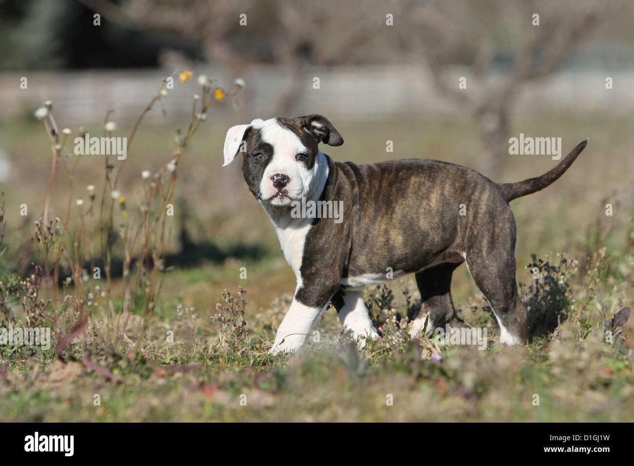 Dog American Staffordshire Terrier puppy standing Stock Photo