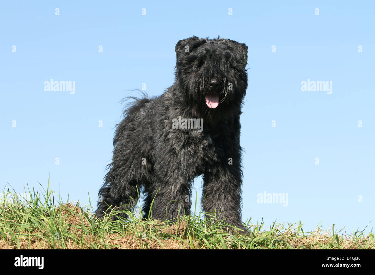 Dog Bouvier des Flandres / Flanders Cattle Dog adult standing in a meadow Stock Photo