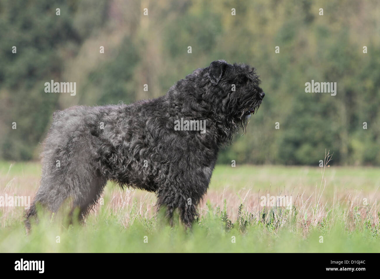Dog Bouvier des Flandres / Flanders Cattle Dog adult standard profile Stock Photo
