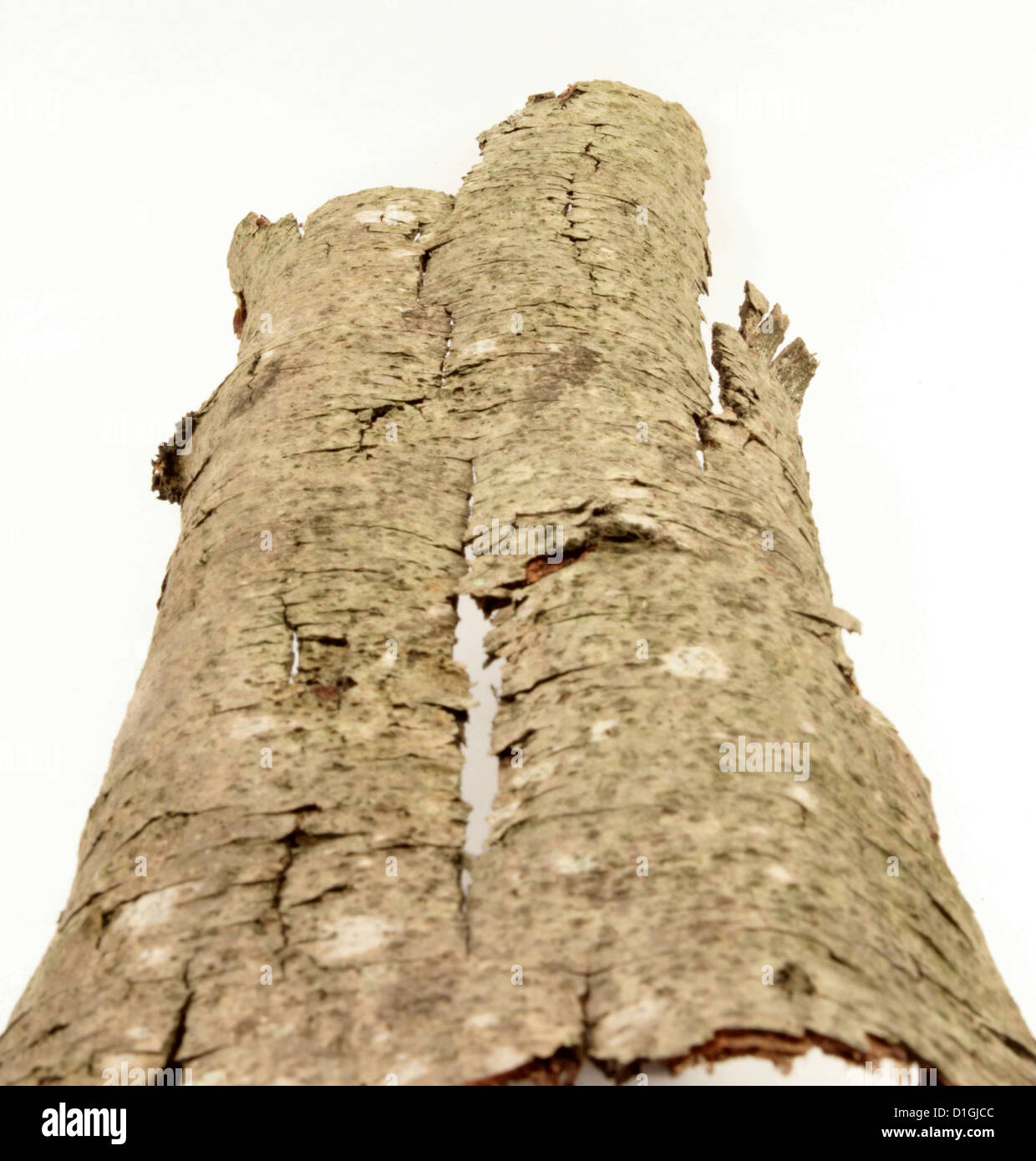 bark of the chestnut. Stock Photo