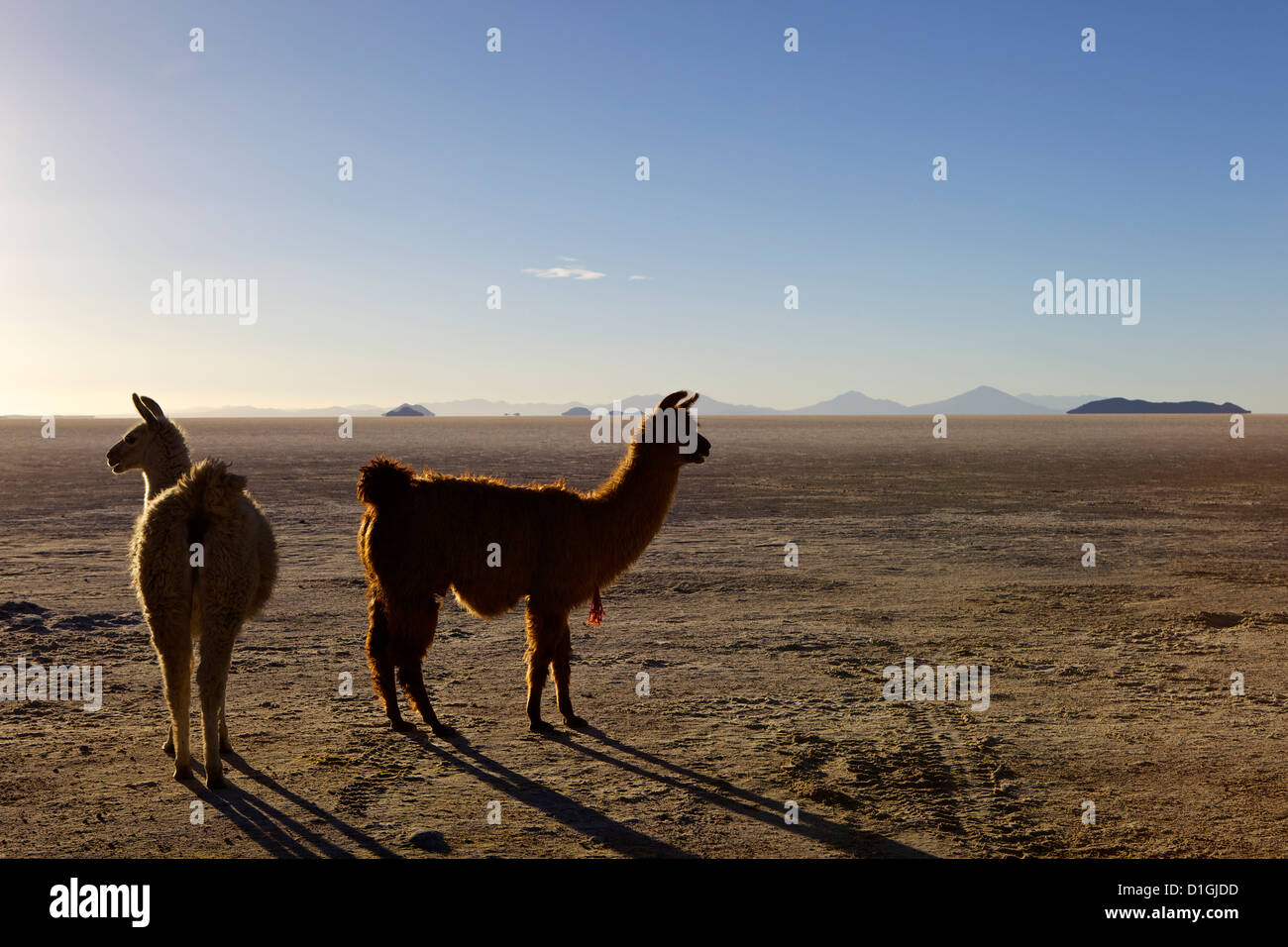 Llama and alpaca on salt flats, Salar de Uyuni, Southwest Highlands, Bolivia, South America Stock Photo