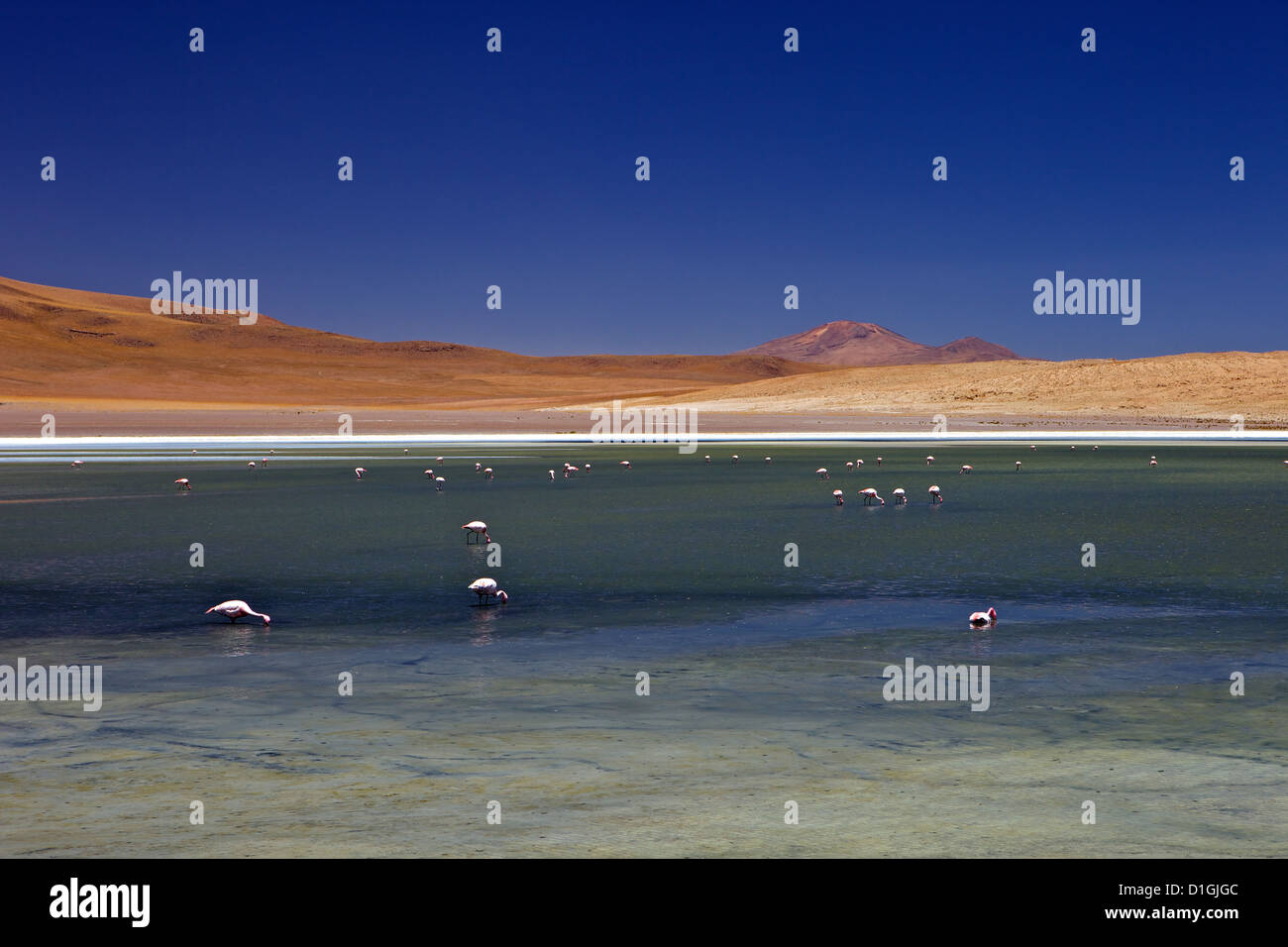 Flamingos on Laguna Canapa, South Lipez, Southwest Highlands, Bolivia, South America Stock Photo