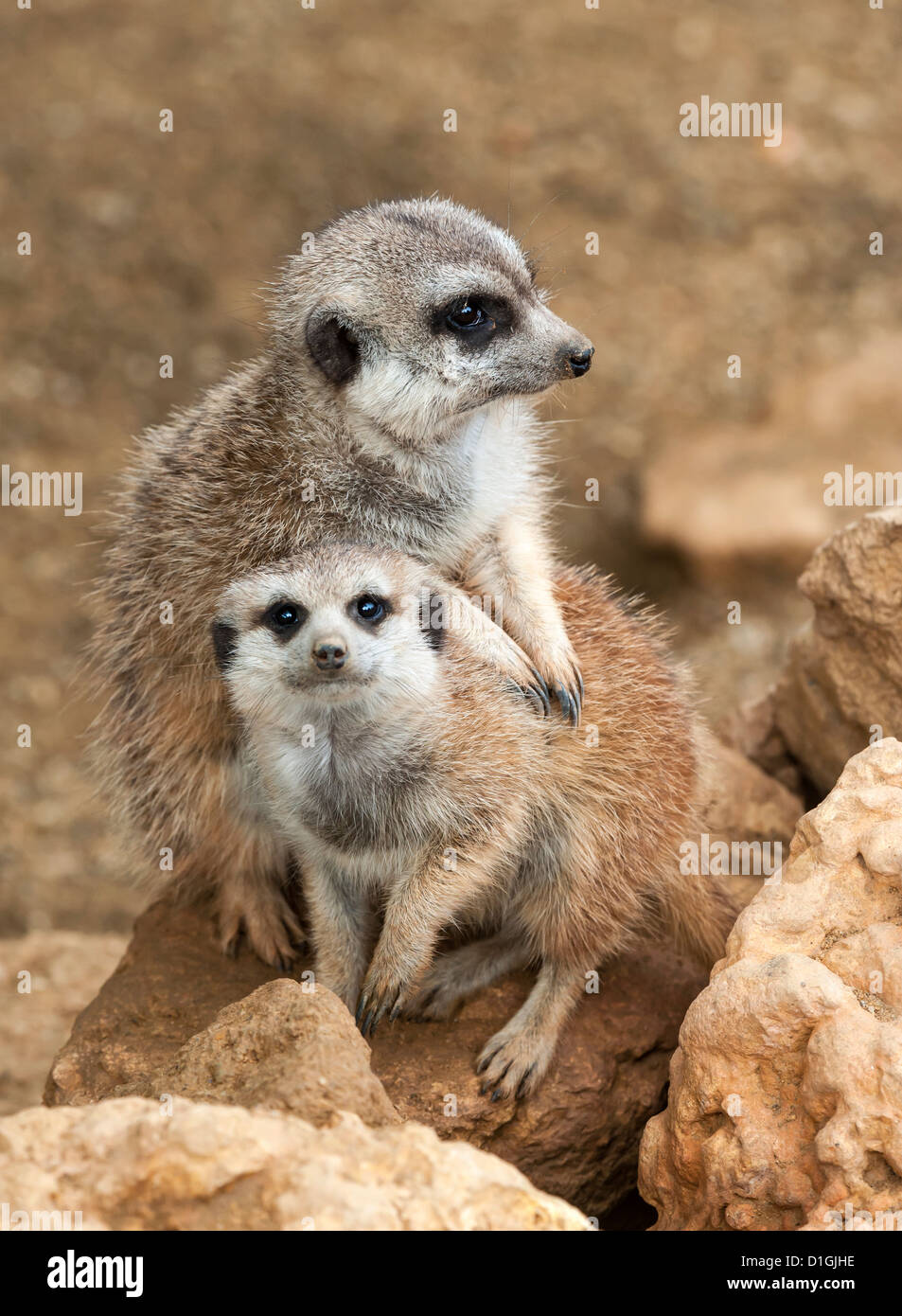 Two Meerkats on Guard Duty Stock Photo