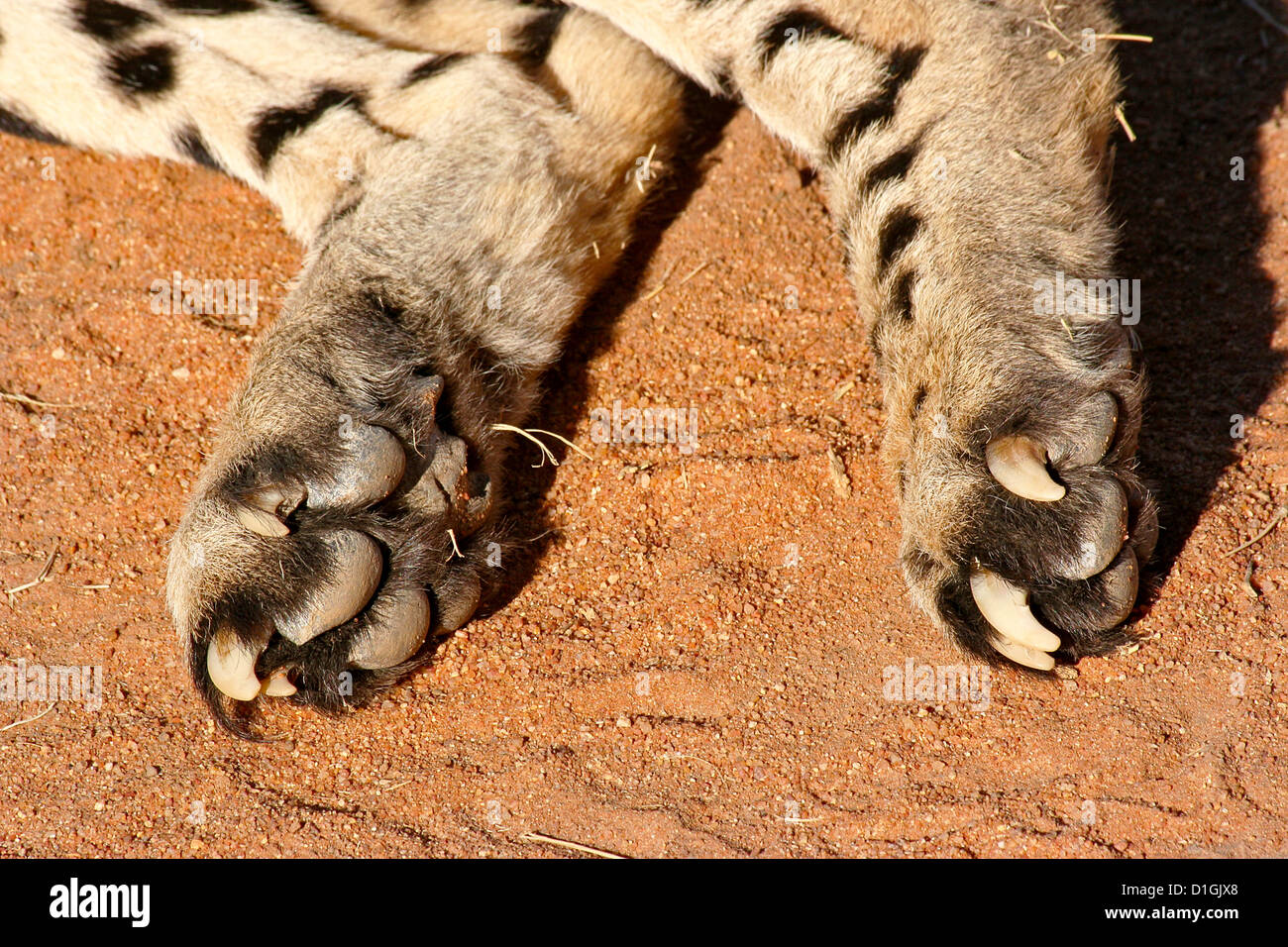 cheetah claws