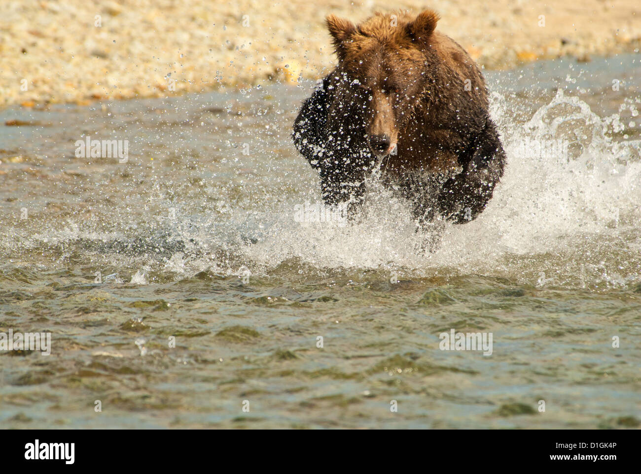 Brown bear chasing salmon in river, Kinak Bay, Katmai NP coast, Alaska Stock Photo