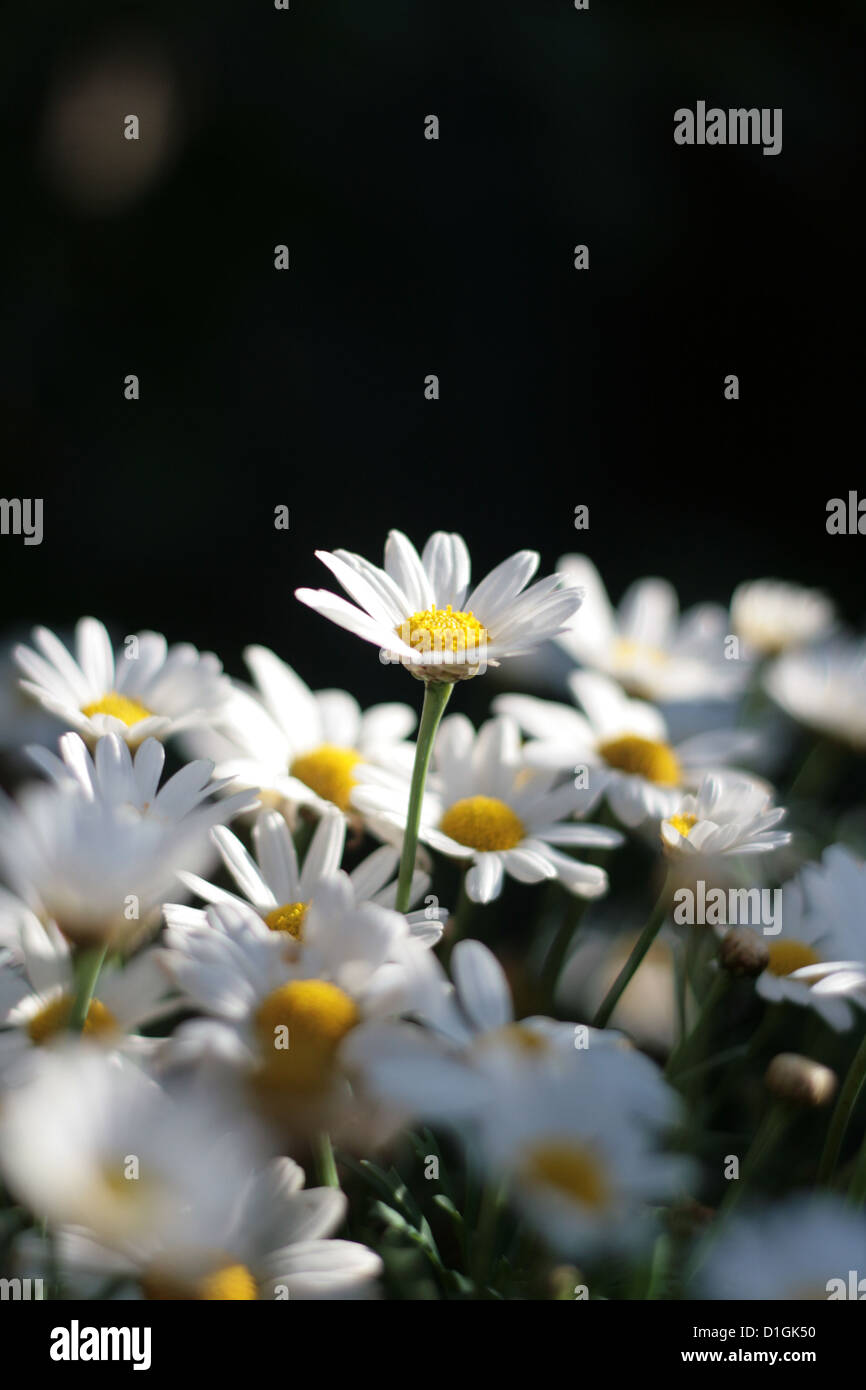 Close up of a daisy creeping up Stock Photo