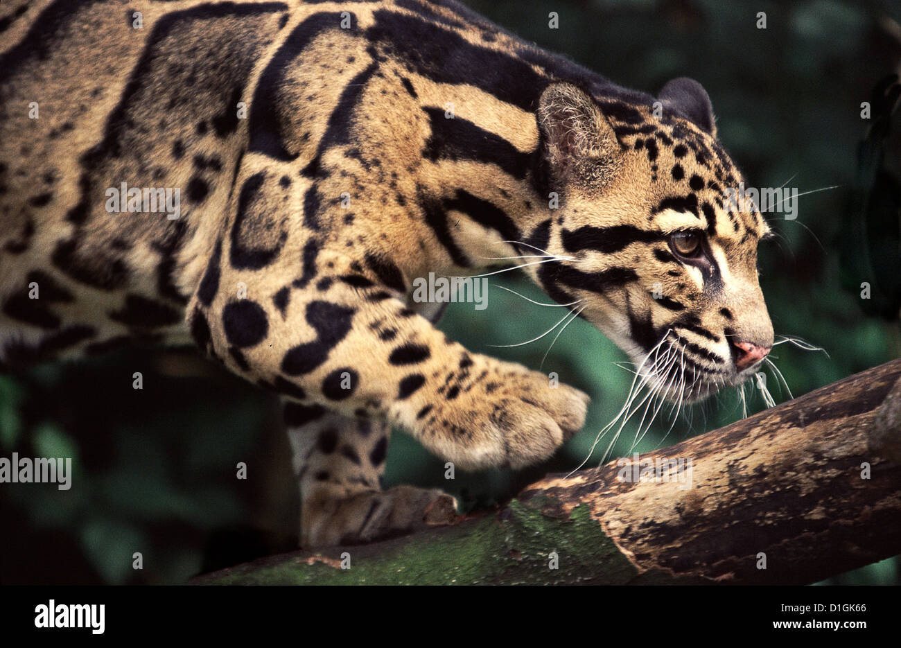 A clouded Leopard stalking Stock Photo