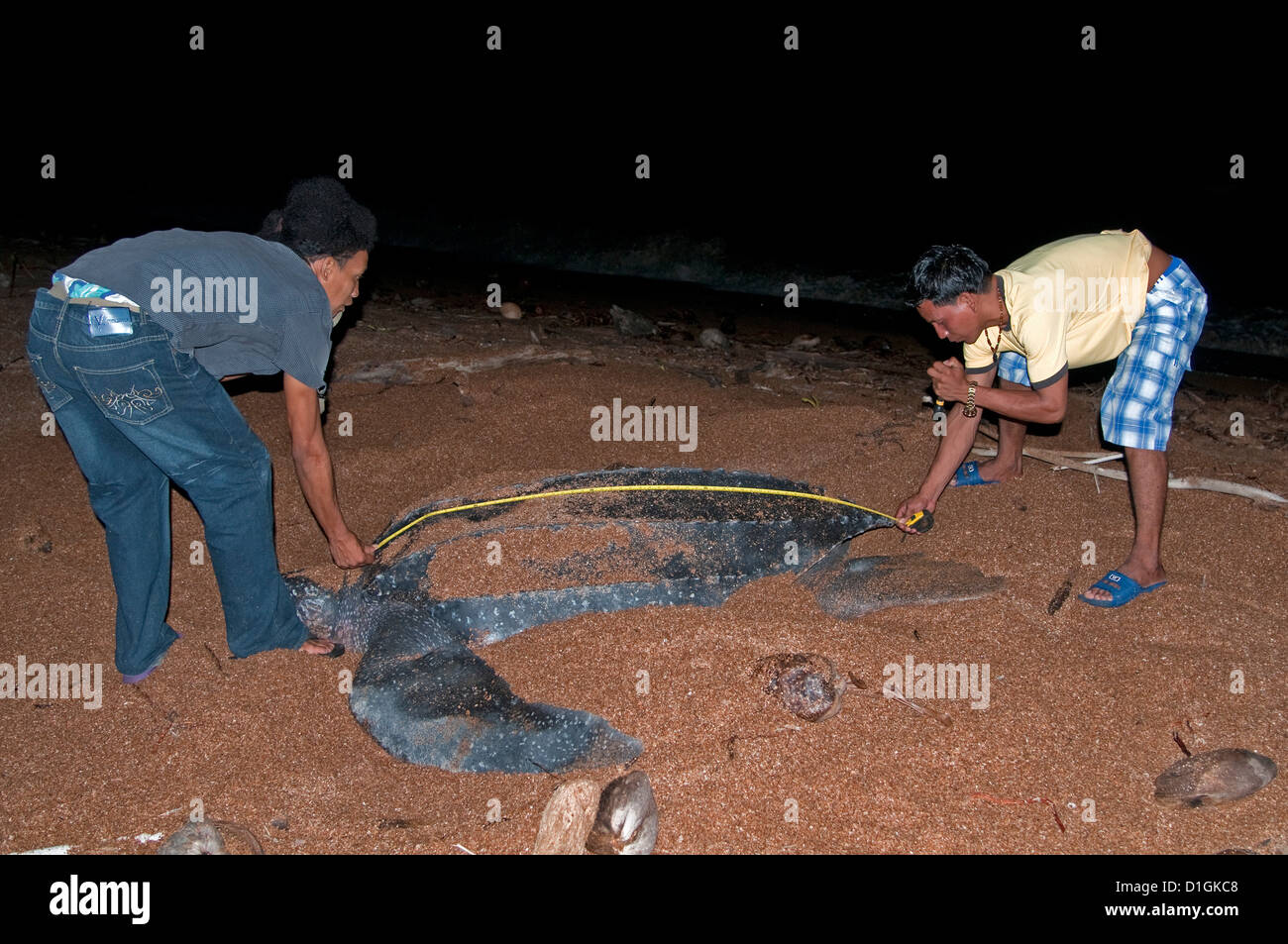 Researchers measuring a female Leatherback turtle (Dermochelys coriacea ...