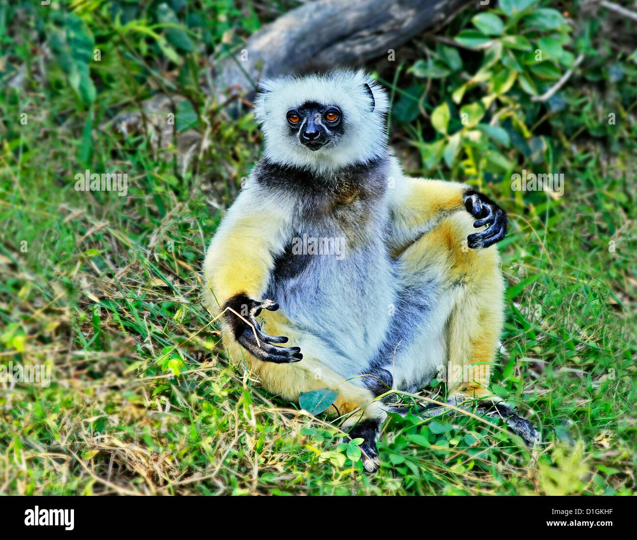 The beautifully coloured and endangered Diademed Sifaka Stock Photo