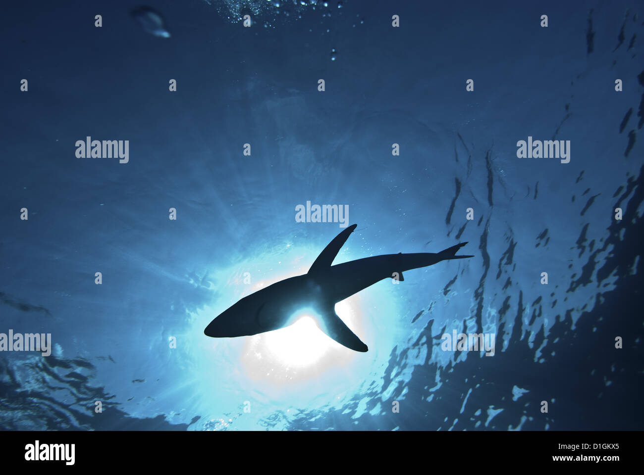 Blue shark (Prionace glauca) in the Azores, Portugal, Atlantic, Europe Stock Photo