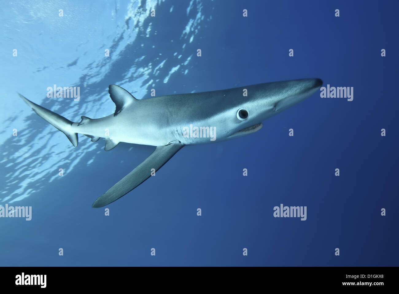 Blue shark (Prionace glauca) in the Azores, Portugal, Atlantic, Europe Stock Photo