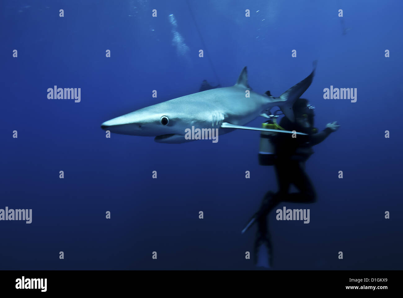 Blue shark (Prionace glauca) in the Azores, Portugal, Atlantic, Europe Stock Photo