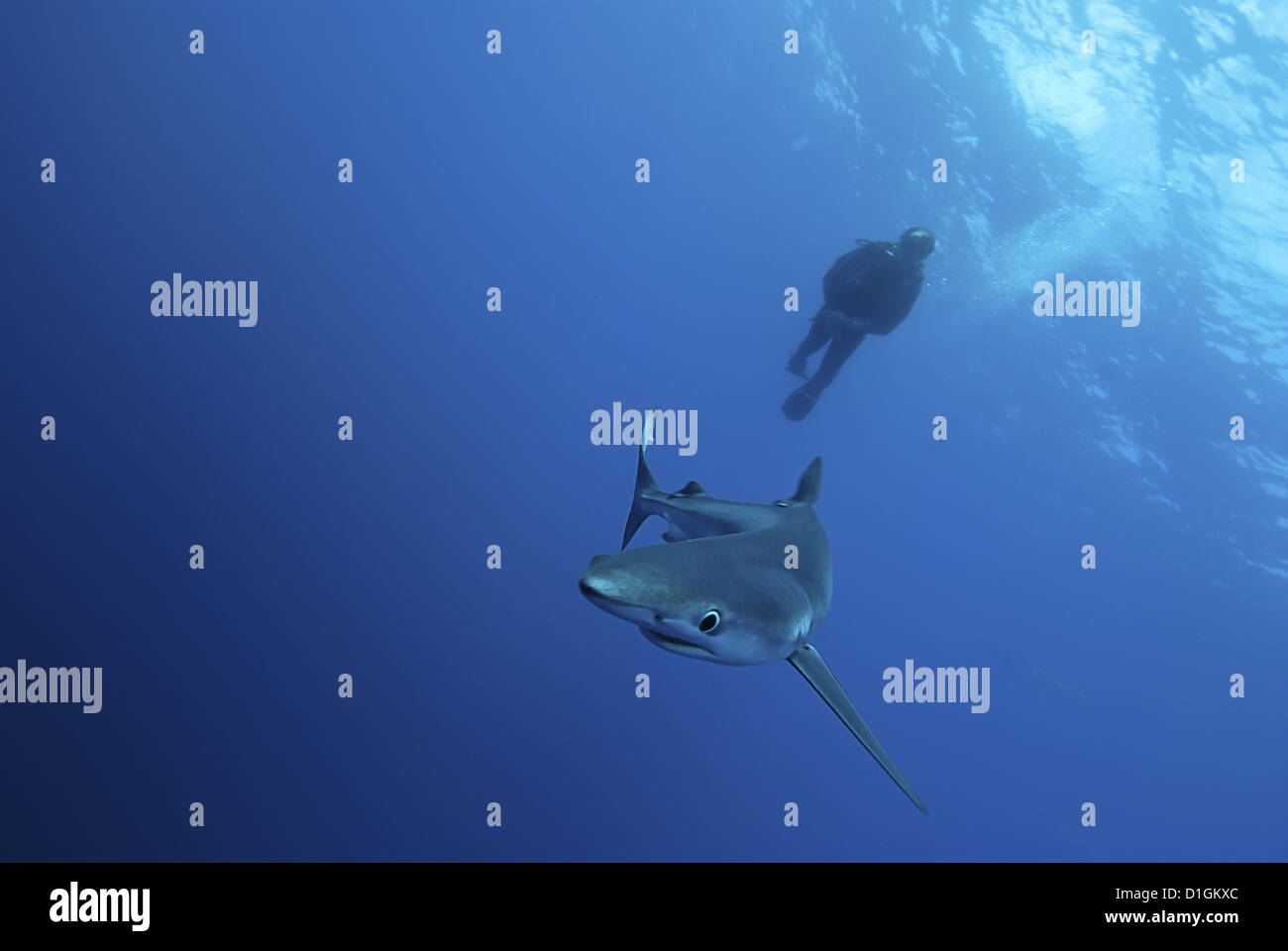 Blue shark (Prionace glauca) in the Azores, Portugal, Atlantic, Europe Stock Photo