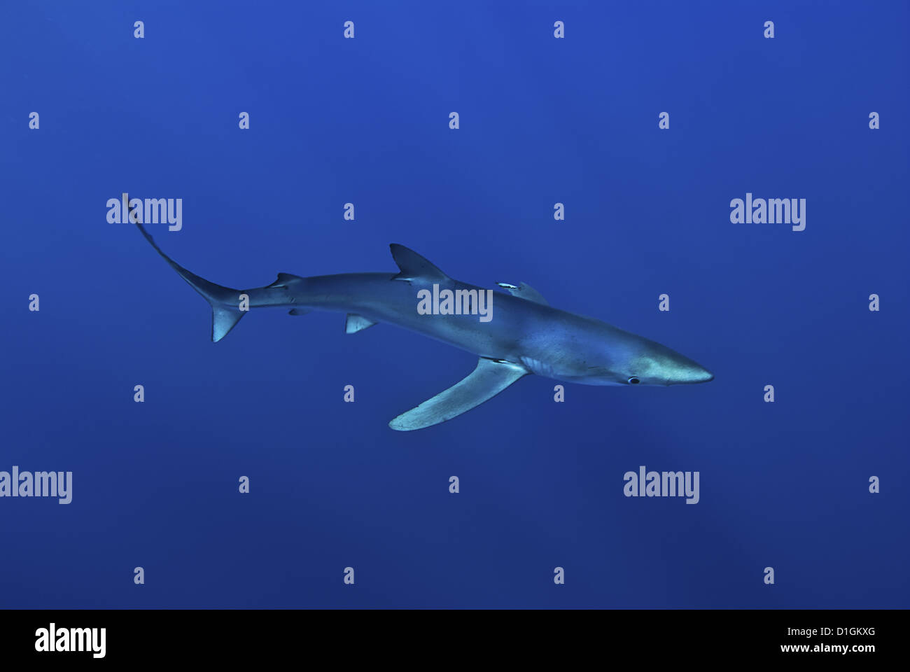 Blue shark (Prionace glauca) in the Azores, Portugal, Atlantic, Europe Stock Photo