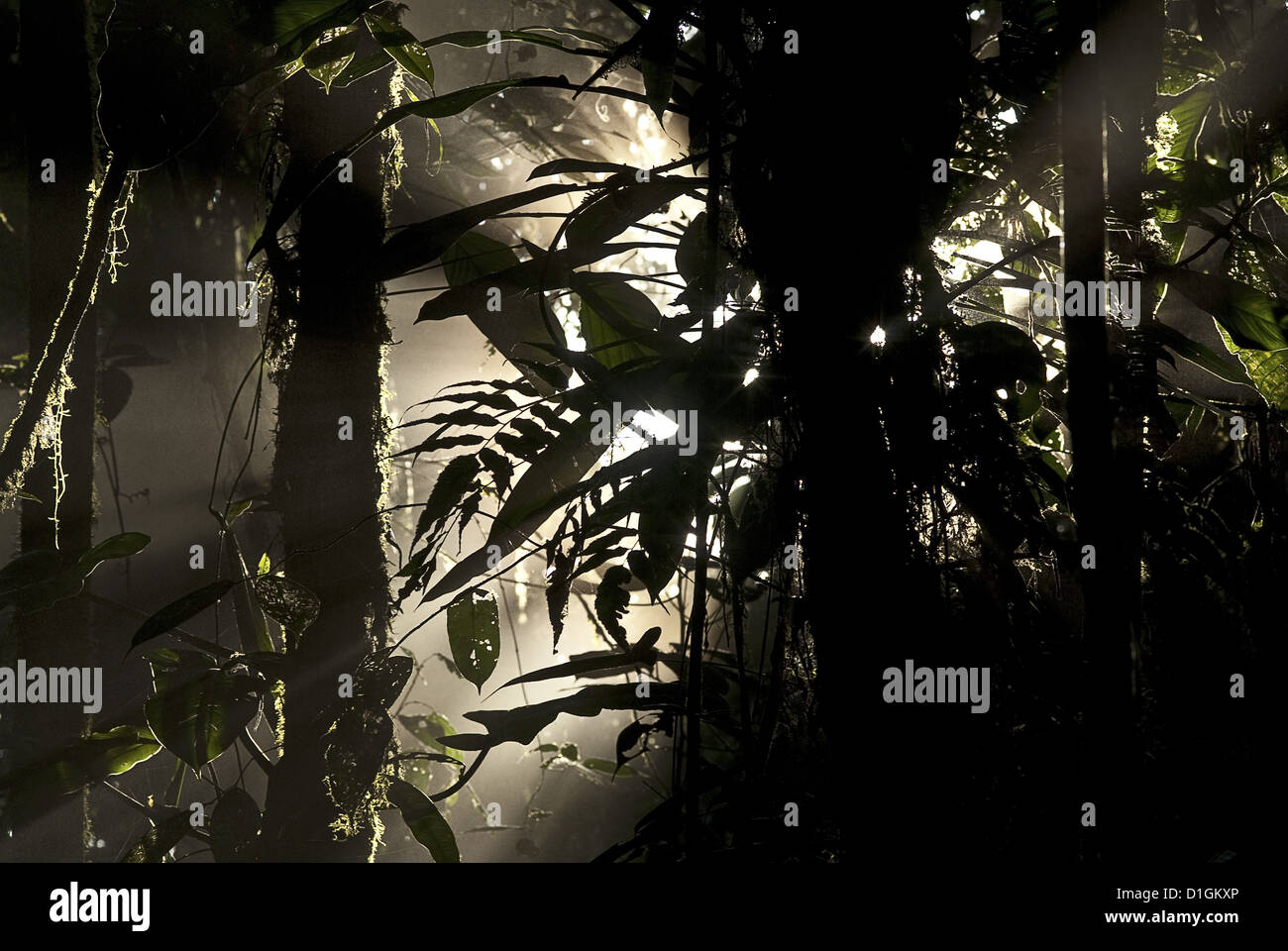 Cloud forest ecuador hi-res stock photography and images - Alamy