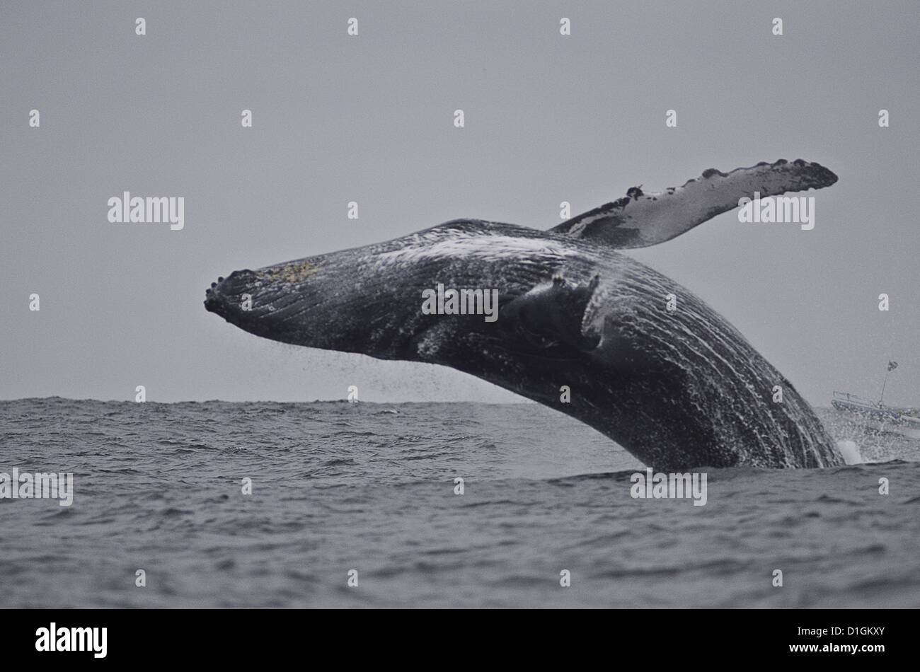 Breaching humpback whale (Megaptera novaeangliae), Ecuador, South America Stock Photo