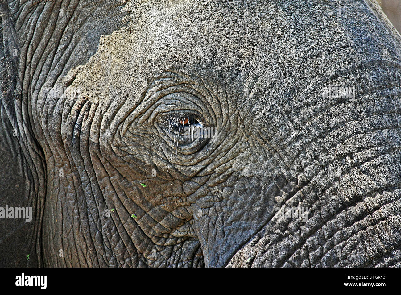 Closeup of an elephant's head and wrinkled skin Stock Photo Alamy