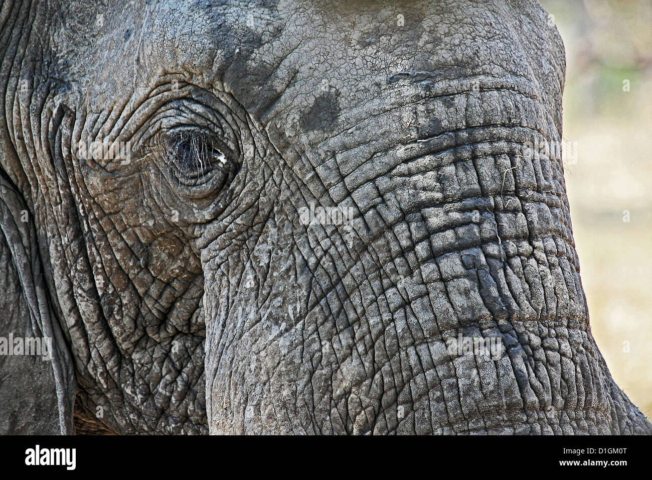 Closeup of an elephant's head and wrinkled skin Stock Photo Alamy